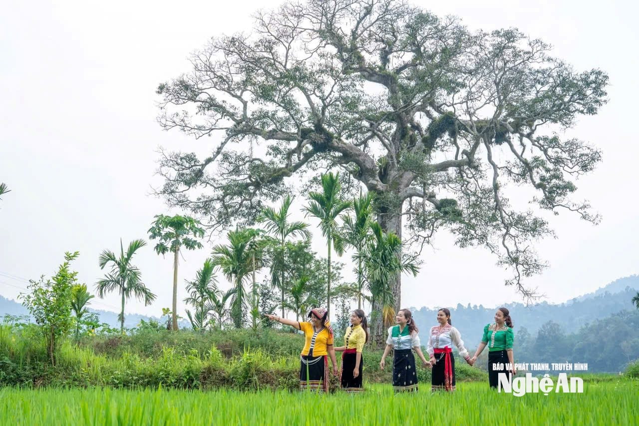 Cây muồng (xoài) cổ bản Cướm