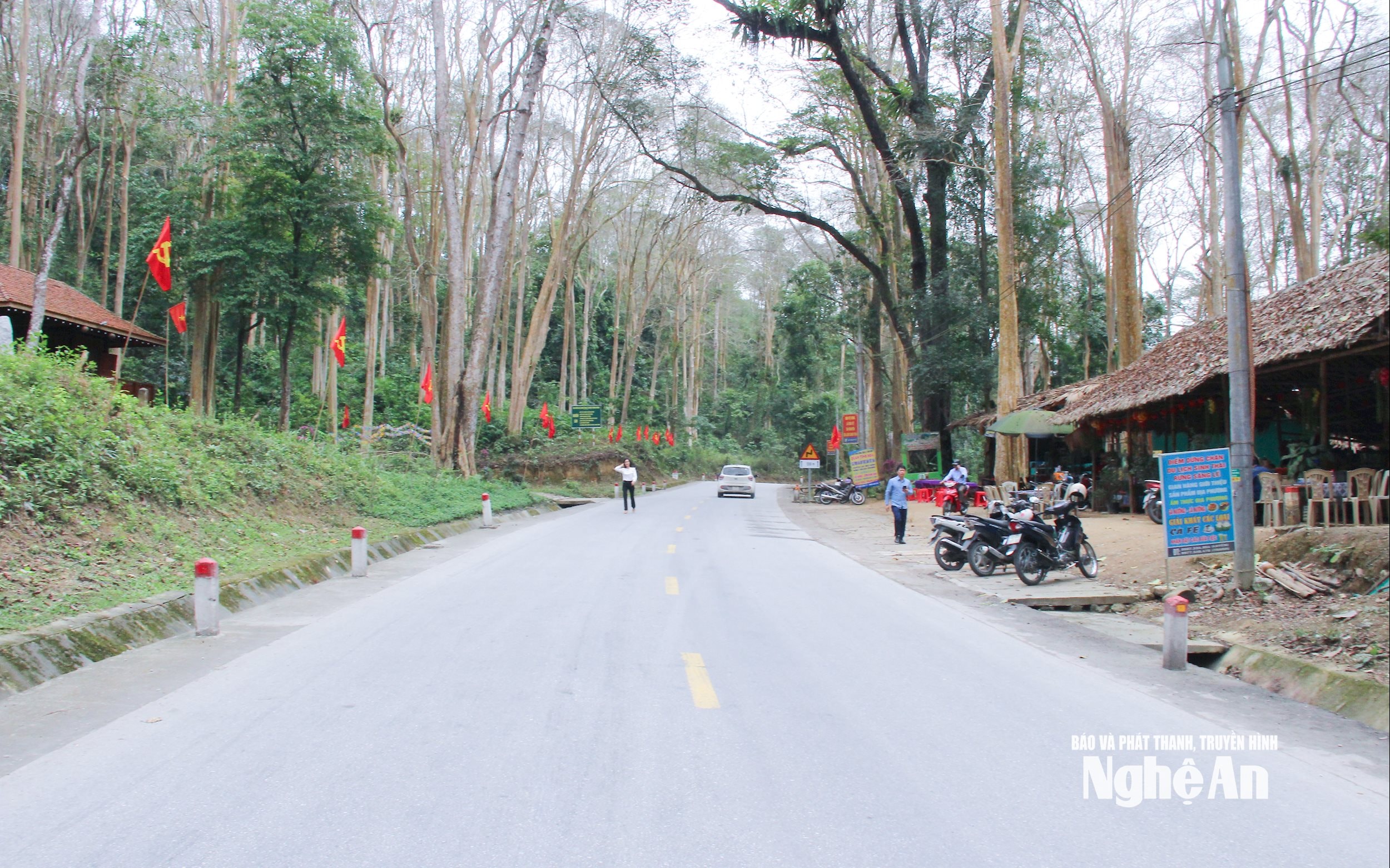 Rừng săng lẻ Tương Dương. Ảnh- Mai Hoa