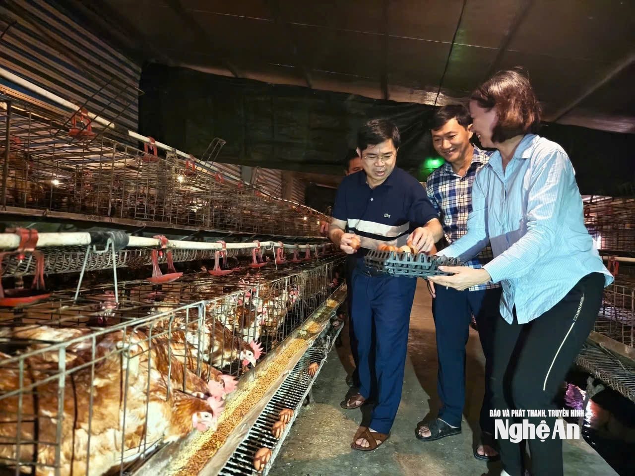 trại gà đẻ của anh Chung Đại Đồng