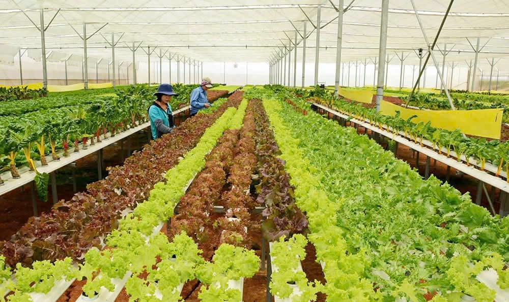 Mô hình sản xuất nông nghiệp ứng dụng công nghệ cao của thanh niên Nguyễn Văn Đạt (SN 1992) xóm 2, xã Hưng Nguyên Nam tạo công ăn việc làm cho nhiềulao động địa phương. Ảnh: Thanh Quỳnh