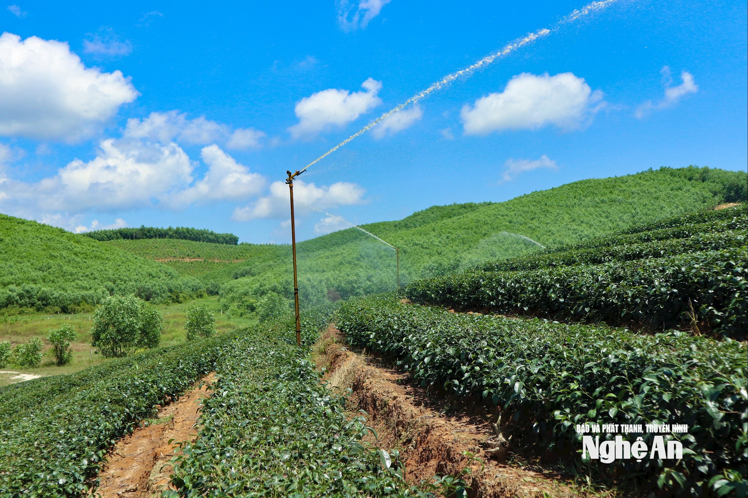Công nghệ tưới phun tự động trong sản xuất nông nghiệp đang được người dân đầu tư. Ảnh: T.P