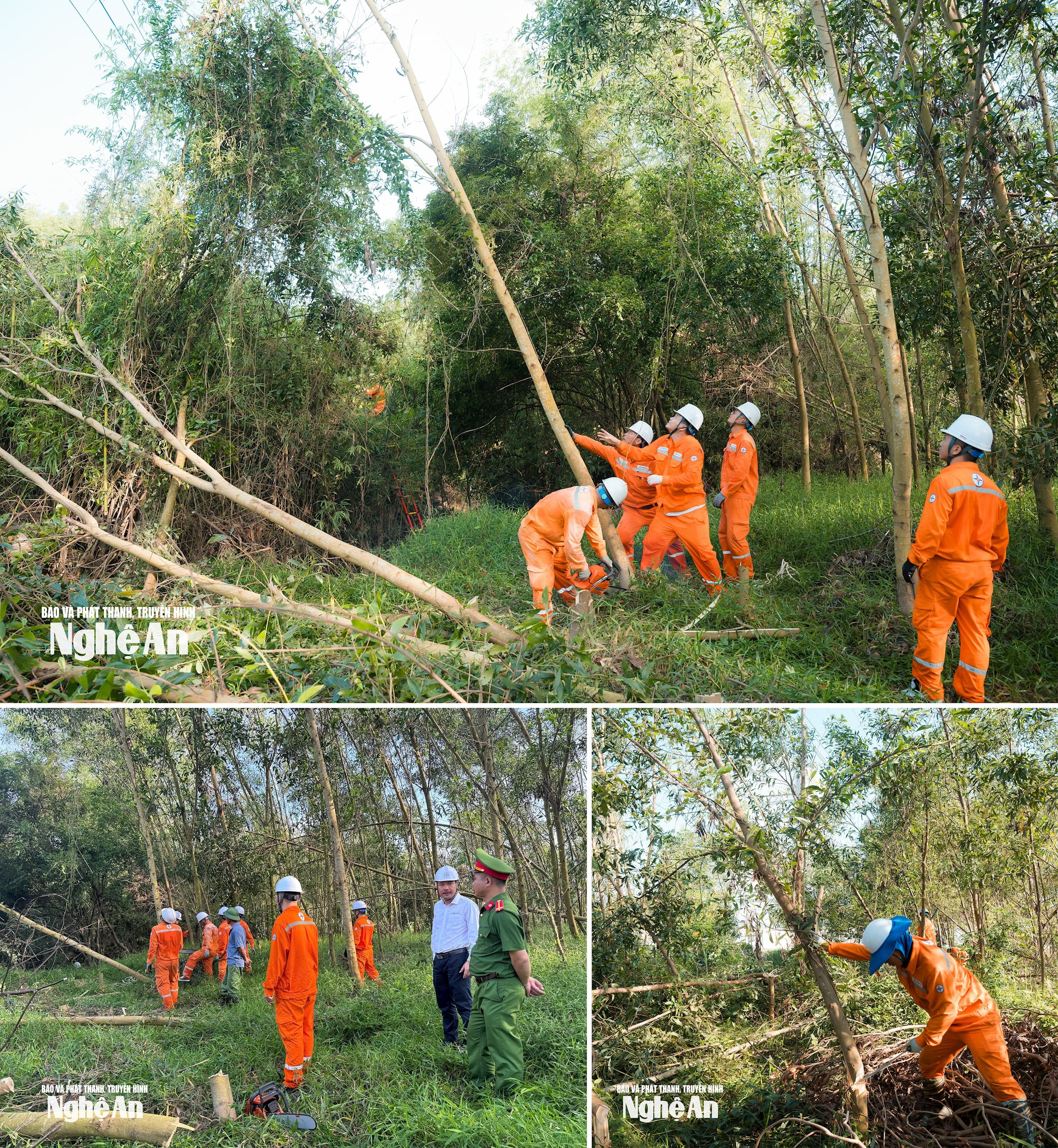 Công nhân Công ty Điện lực Nghệ An thực hiện chặt tỉa cây nằm trong hành lang nhằm đảm bảo an toàn lưới điện