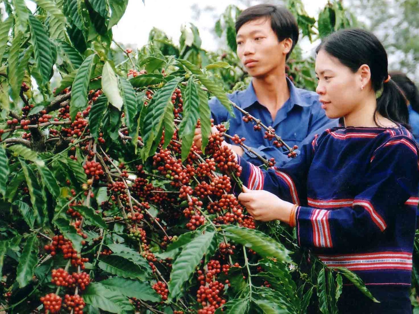 Giá cà phê hôm nay 16/9: Trong nước giảm, thế giới tăng vọt