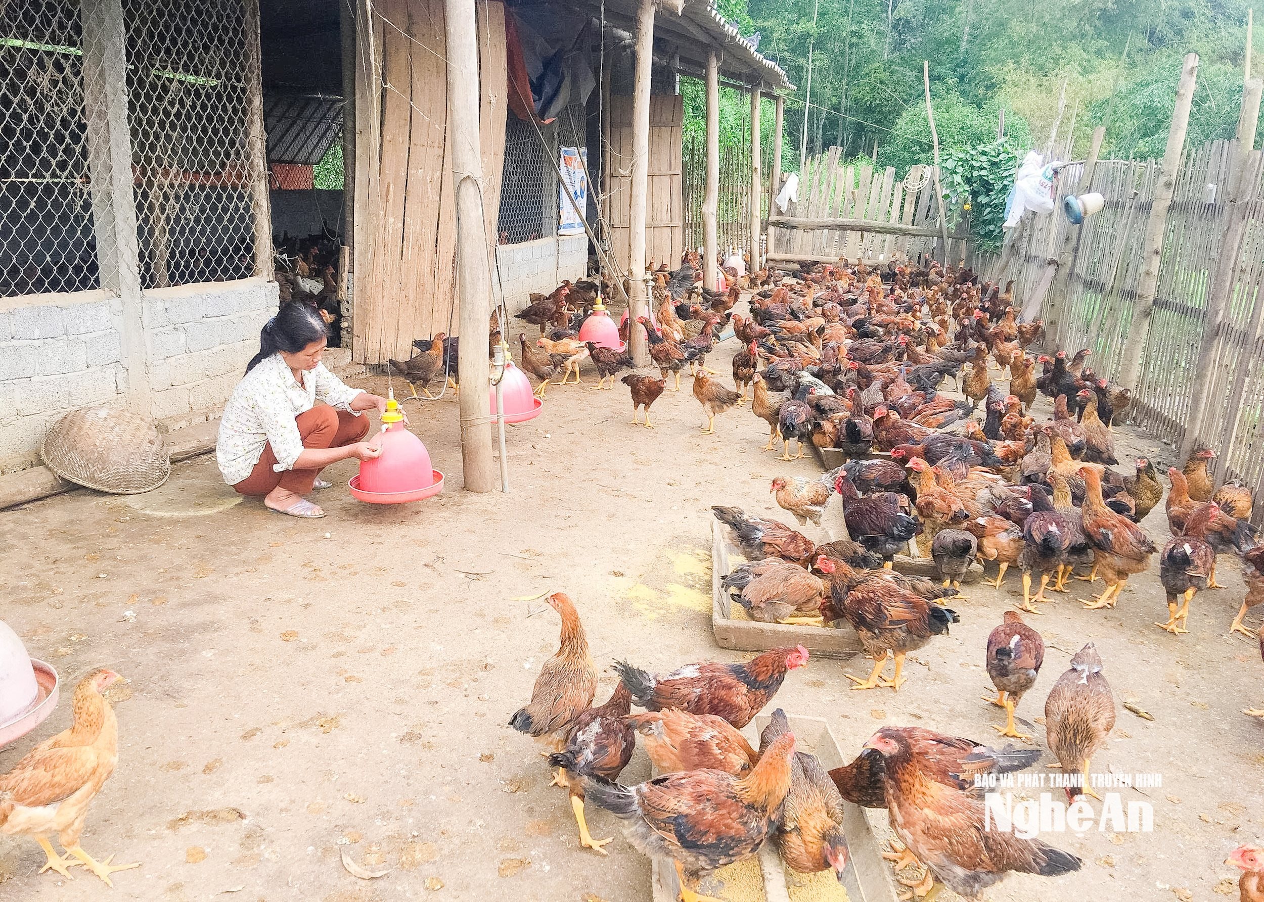 chăn nuôi