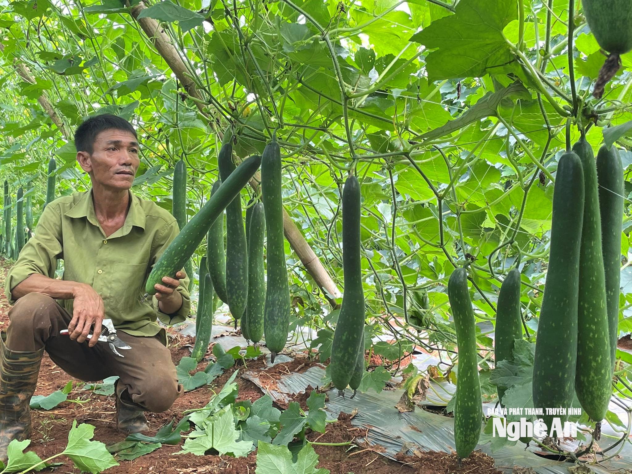 Anh Mai Văn Chung ở xóm Sơn Mộng xã Nghĩa Hiếu chăm sóc vườn bí xanh của gia đình
