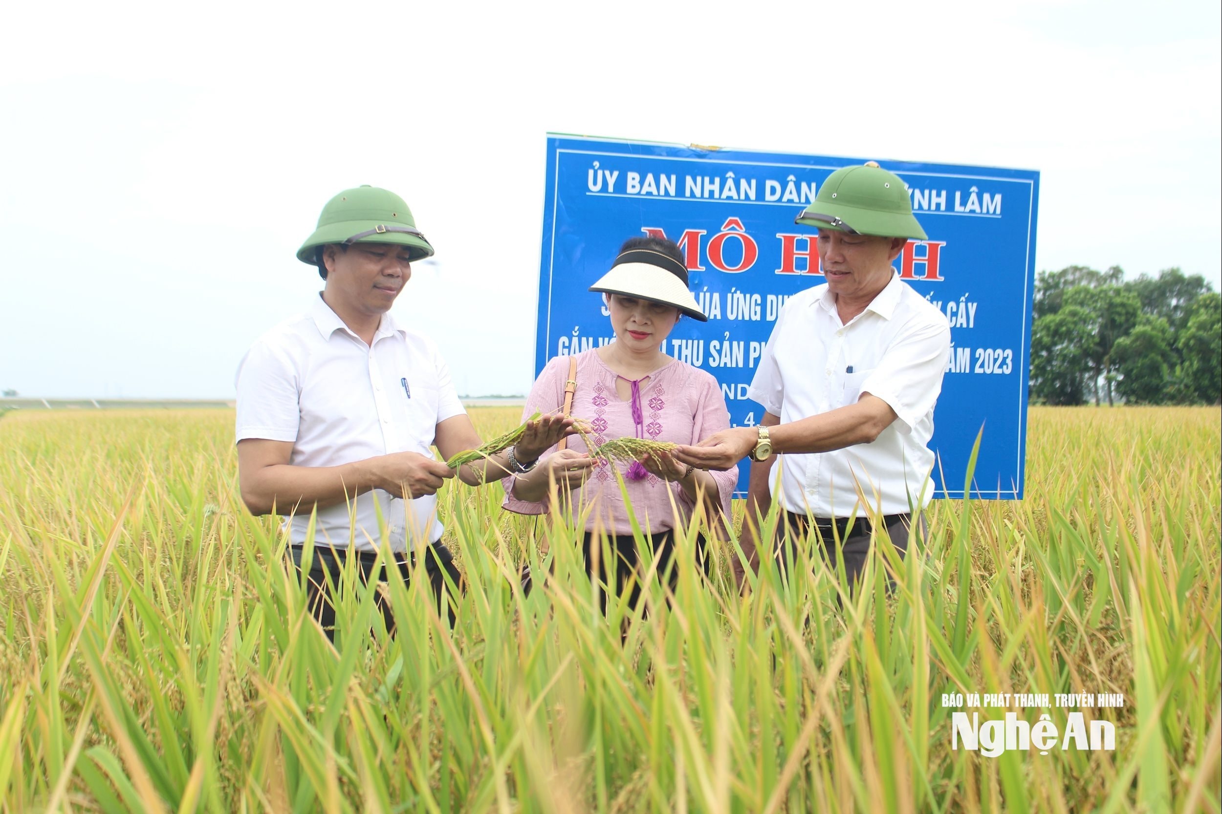 Quỳnh Sơn lúa