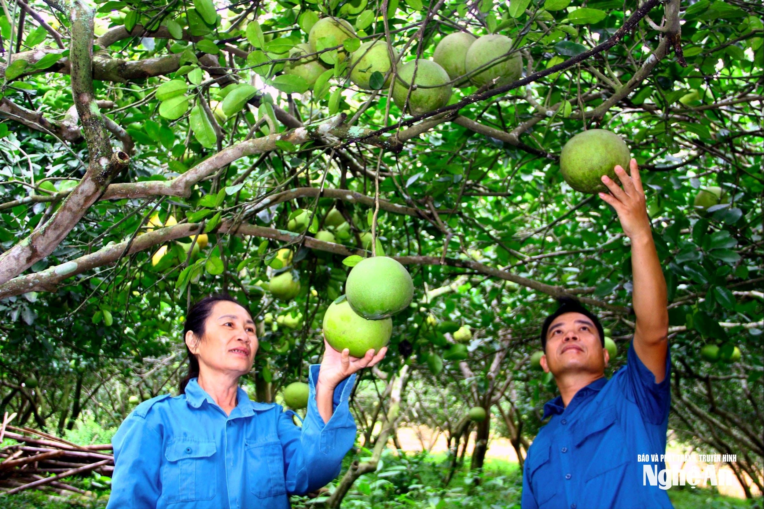 uploaded-quanganbna-2023_09_17-_bna-nhung-vuon-buoi-hong-qubna_ang-tien-duoc-cham-soc-ti-mi-nhung-gap-nhieu-kho-khan-ve-dau-ra-gia-ca-anh-qa-4280(1).jpg