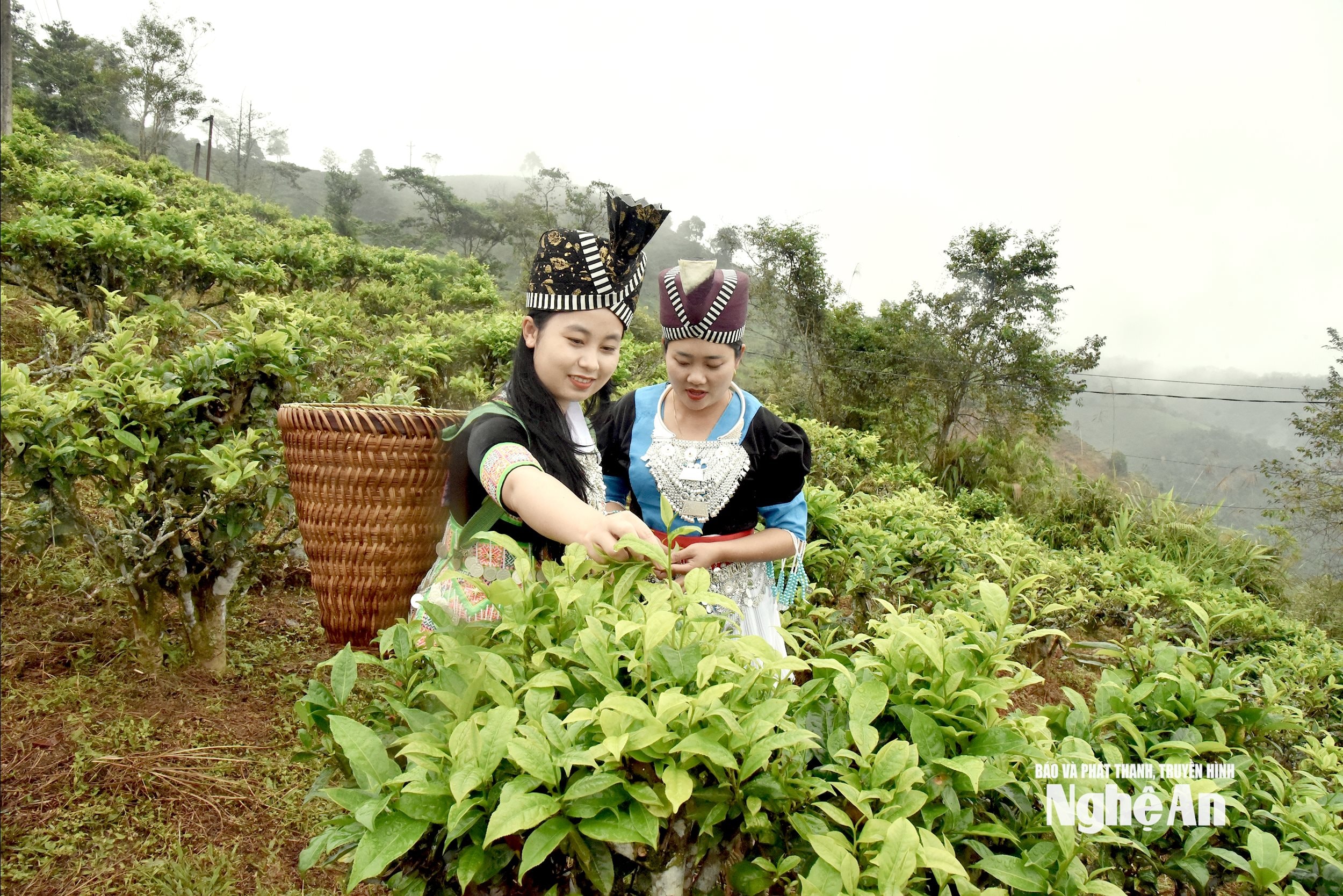 chè Kỳ Sơn11