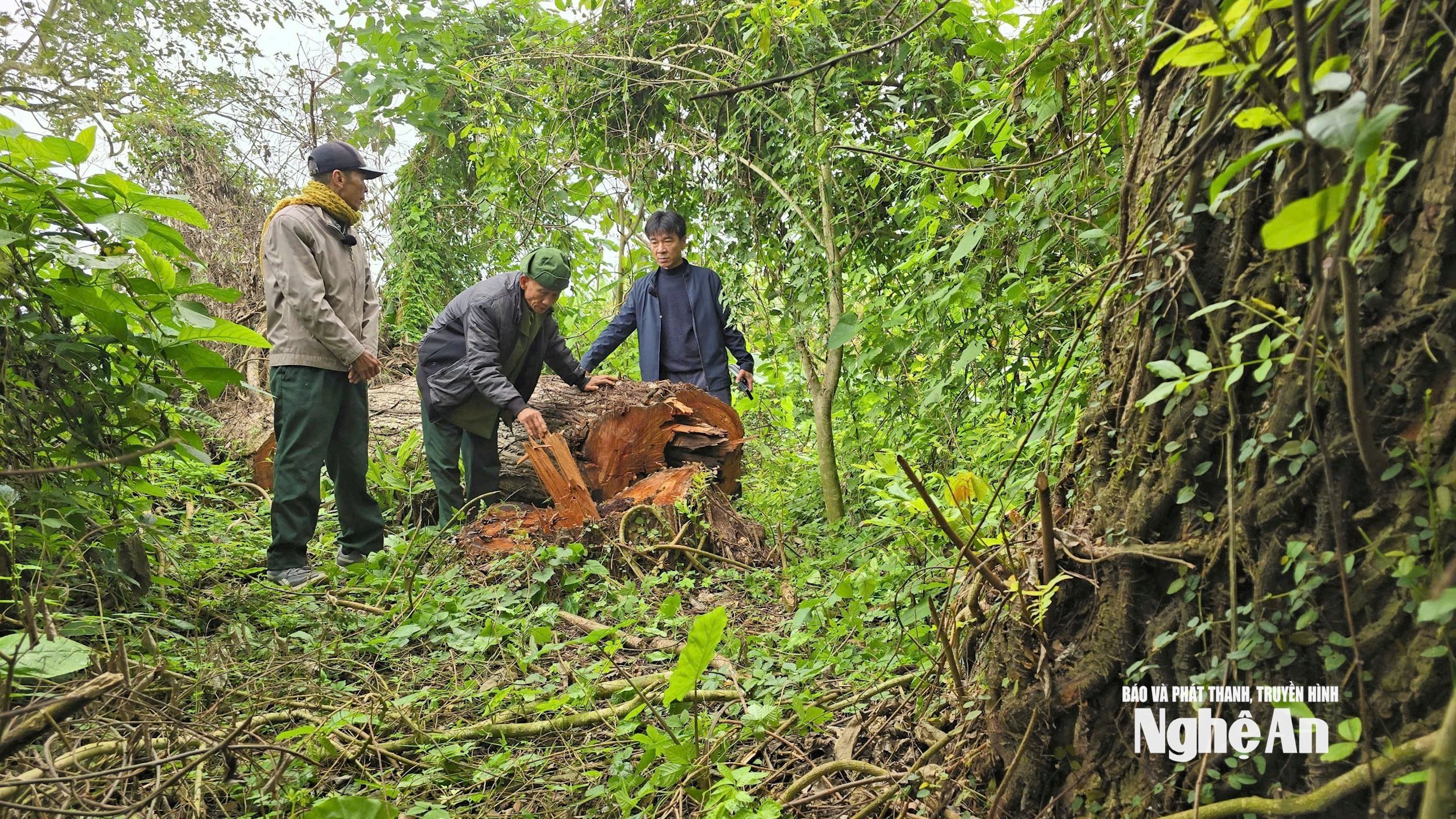 nhật lân