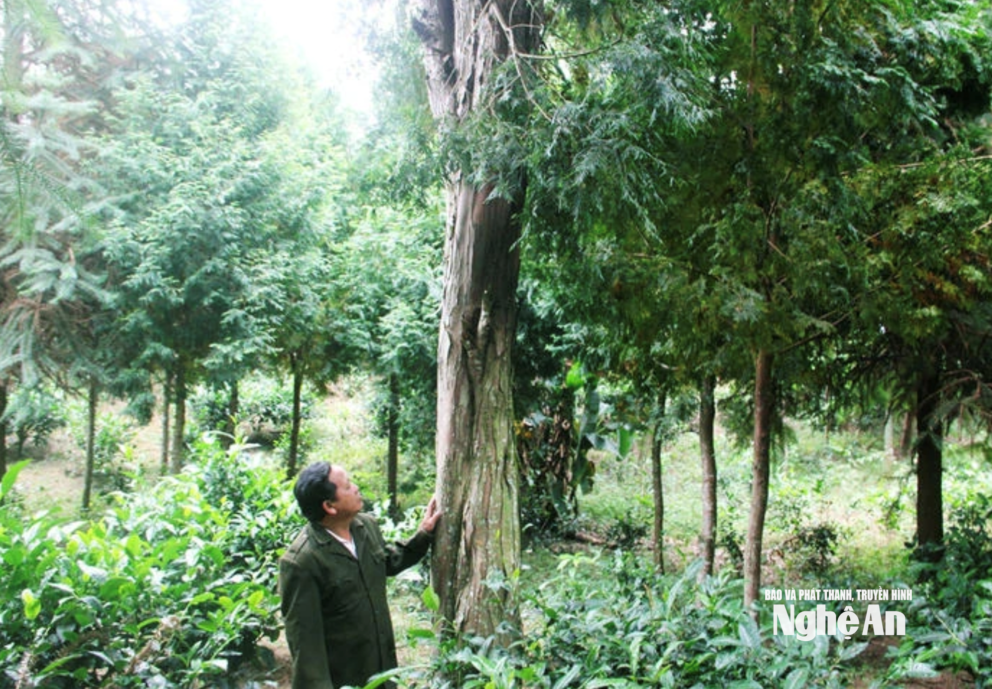 Ông Vừ Vả Chống bên rừng cây pơmu do chính tay mình vun trồng hơn 20 năm