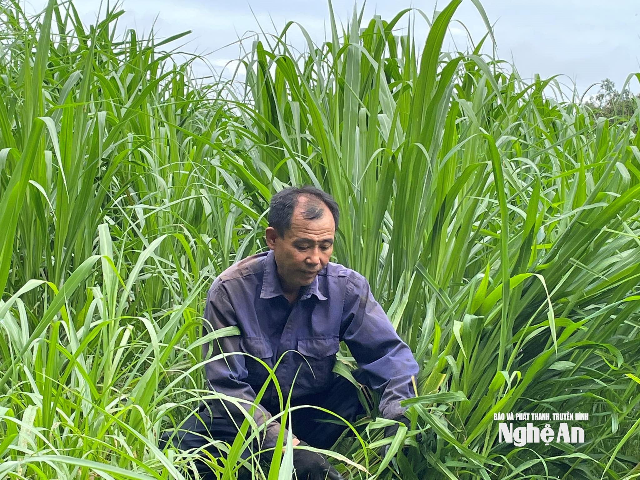 Thức ăn chủ yếu cho hươu chủ yếu là cỏ
