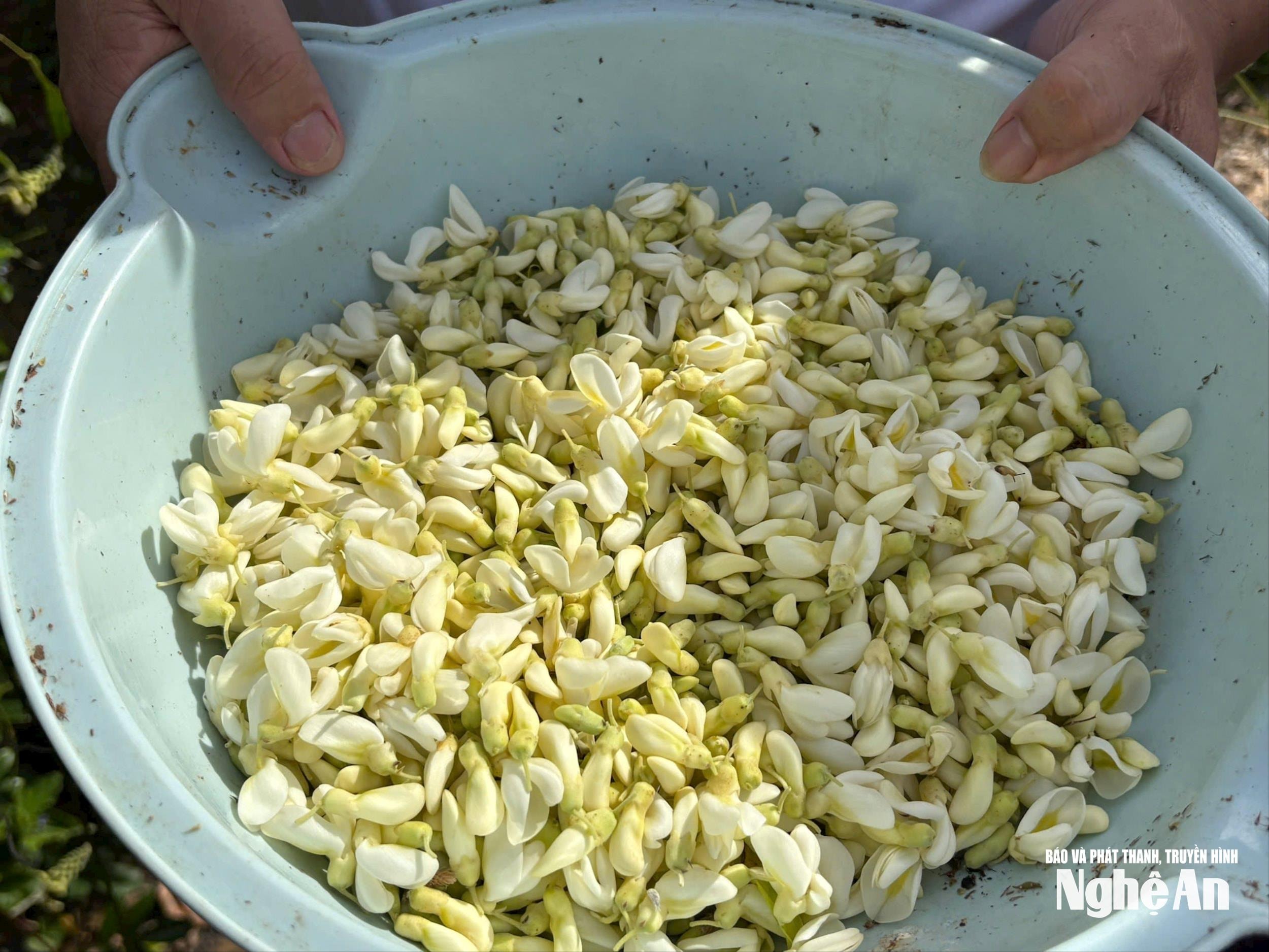 nang-suat-khoang-40-kg-hoa-kho-sao.jpg