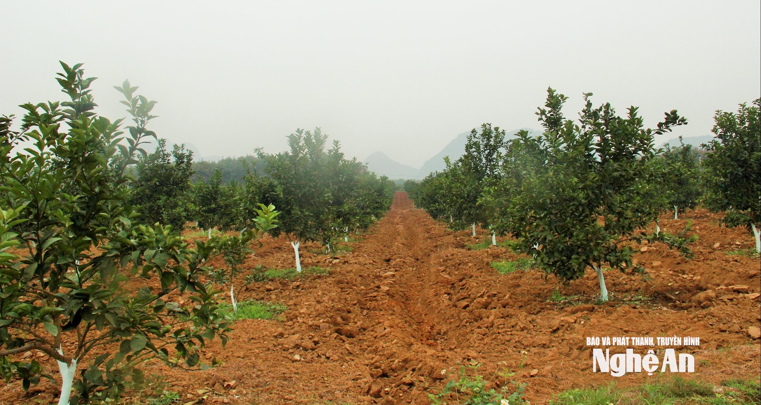 15.ảnh pv