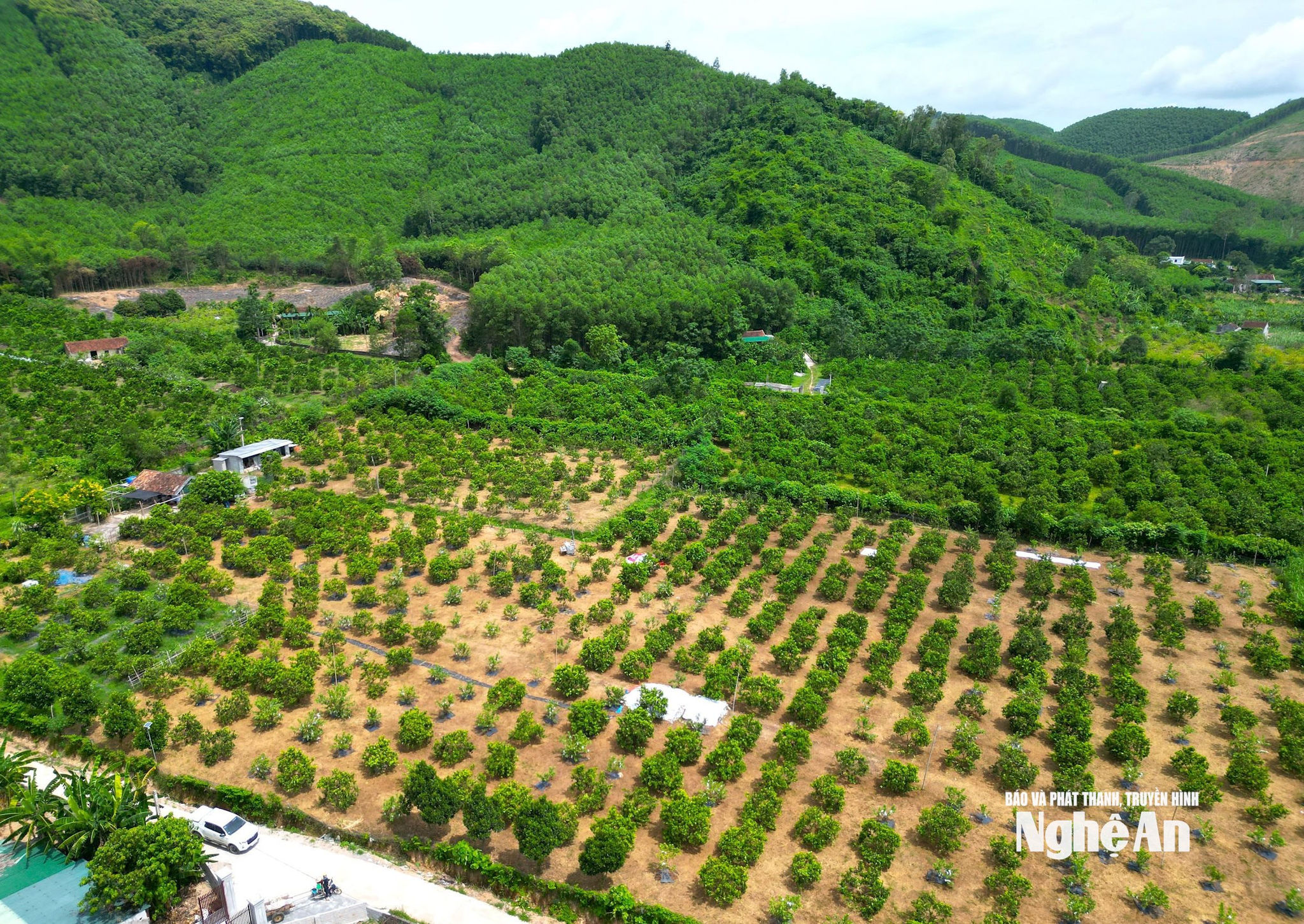Những vườn cam ở xã Quang Đồng. Ảnh: Văn Trường
