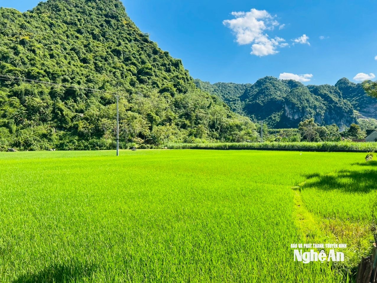 Những ruộng lúa nước xanh mơn mởn ở bản Lấu, xã Châu Lý. Ảnh KL