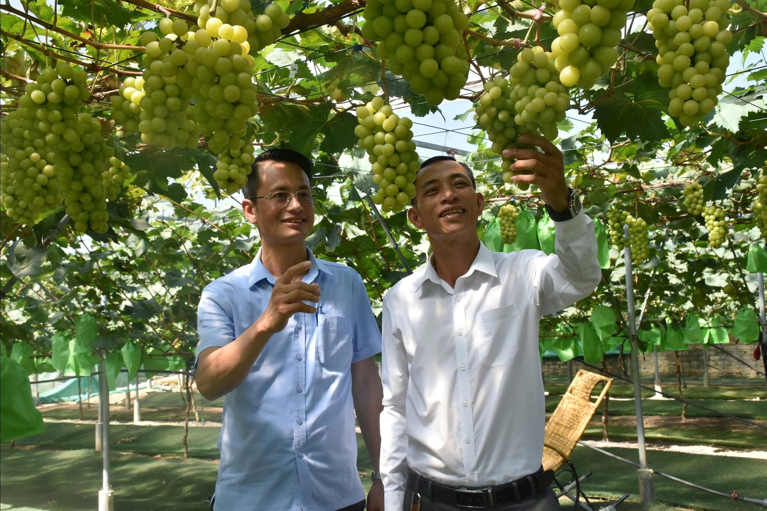 Mô hình trồng nho của anh Võ Văn Thịnh (trái) ở xã Đông Lộc. Ảnh: Thu Hương