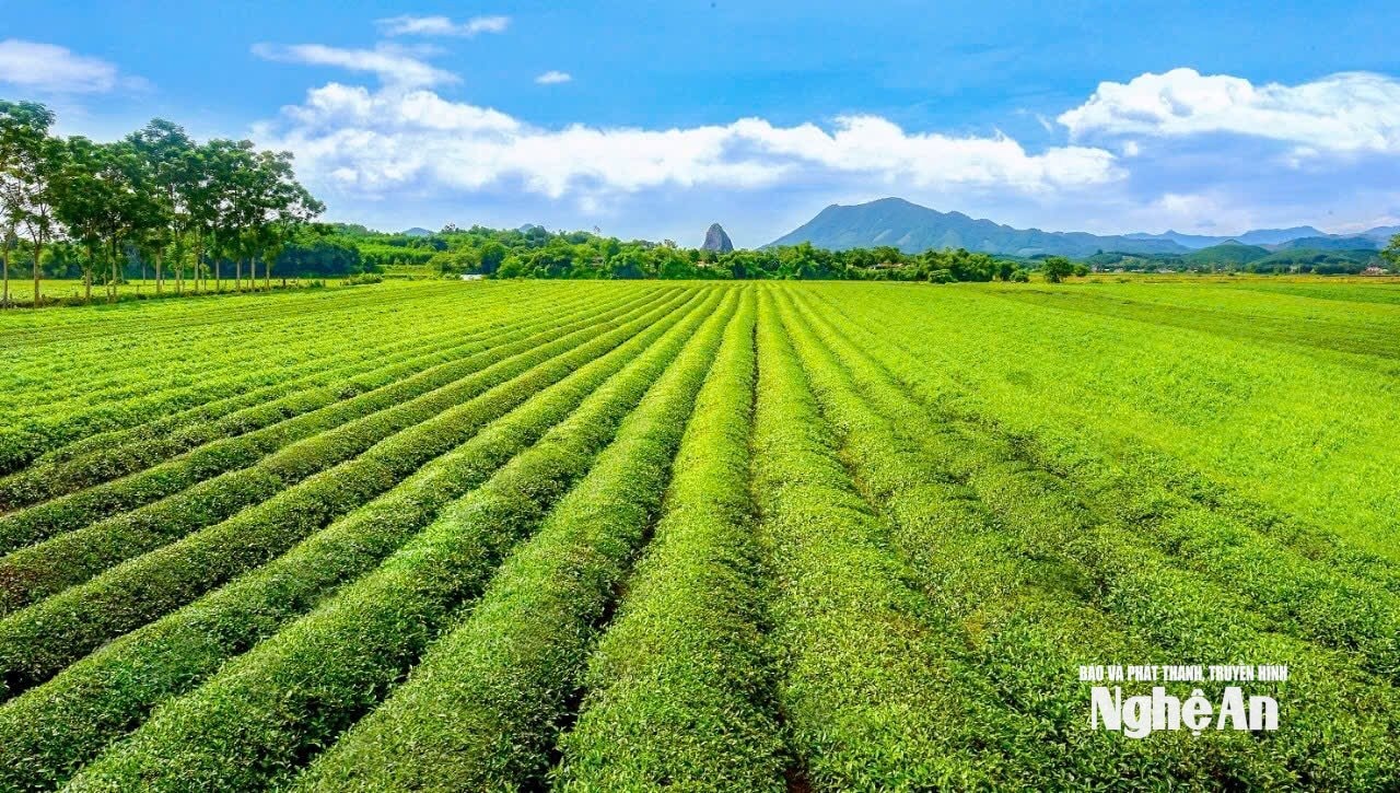 Hạnh Lâm - Ảnh: TP7028794595565_086ec29ee9e7a87e347576fe1955f2e4