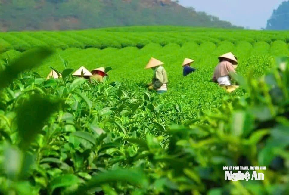 Hạnh Lâm - Ảnh: TP7028794611402_5916374bbceb66e6695ac41533a2b387