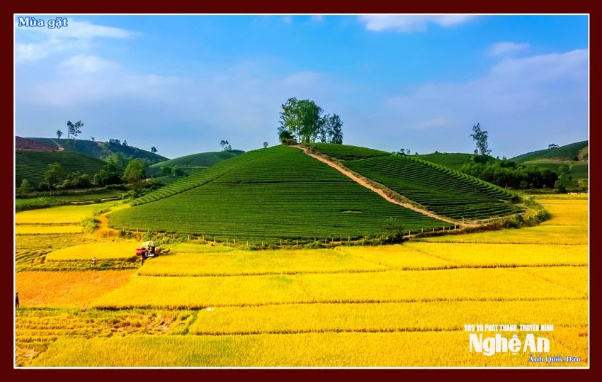 Nhân Hoà- Ảnh: TPHÈ VÀ LÚA HÙNG SƠN bna_ Nhân Hoà- Ảnh: TPũ