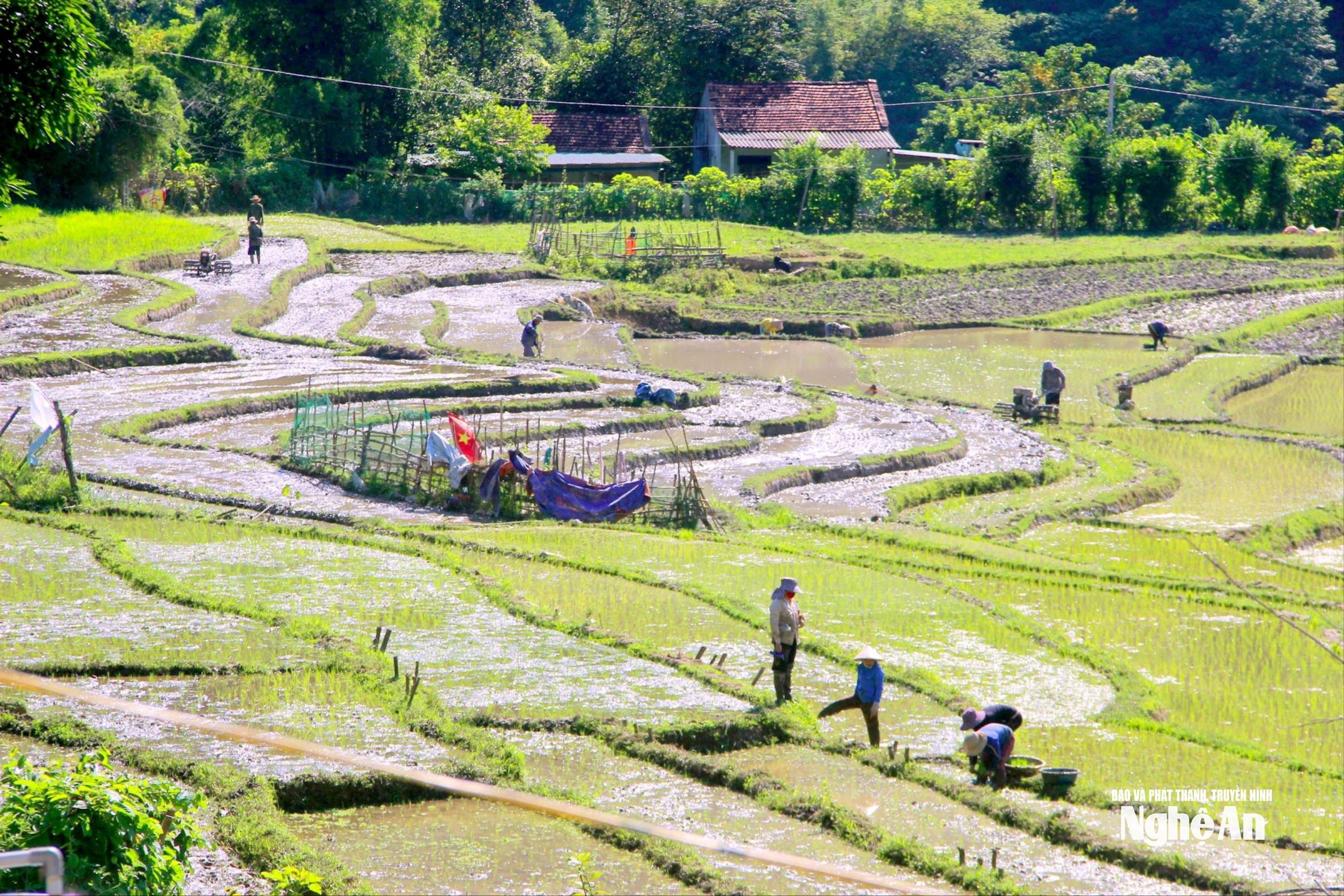 bna_nguoi-dan-xa-huu-kiem-ky-son-san-xuat-vu-mua-2022.jpg
