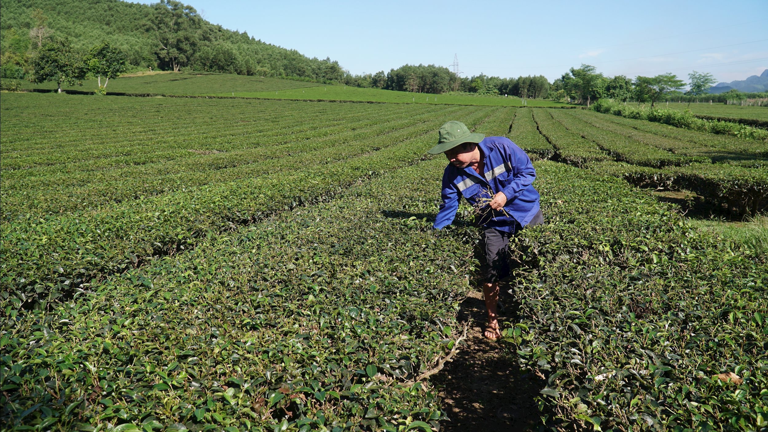 Người dân xã Nhân Hoà chăm sóc vùng chè nguyên liệu.