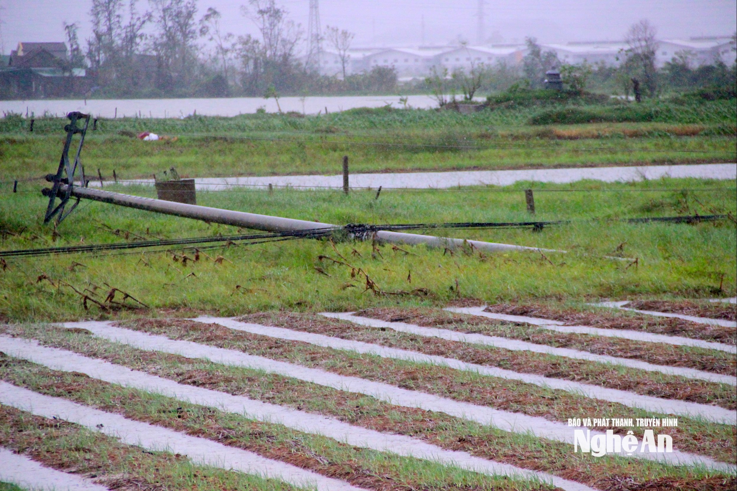 Nhiều cột điện bị gãy đổ sau bão số 10. Ảnh: Quang An