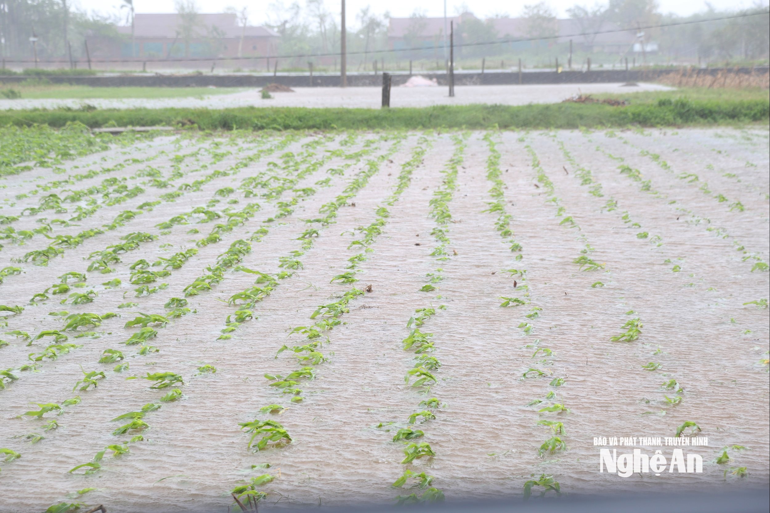 Hầu hết diện tích rau màu ở các xã của huyện Diễn Châu (cũ) đều ngập nước, sau bão. Ảnh: Xuân Hoàng