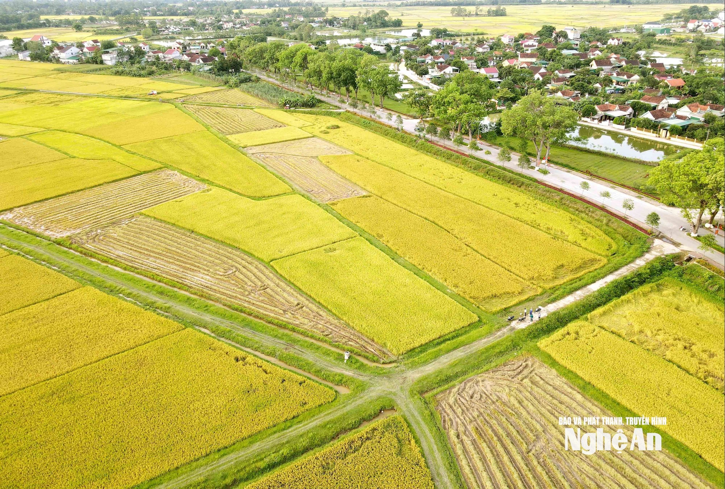 Cánh đồng lúa xã Kim Liên -Ảnh Huy Thư