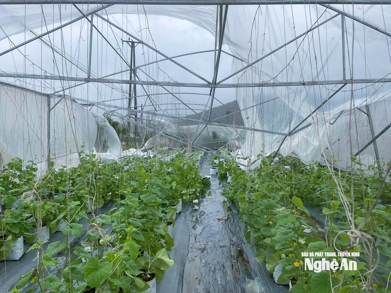 Nhiều diện tích dưa lưới bắt đầu ra quả non cũng bị vùi dập sau bão số 10. Ảnh: T.P