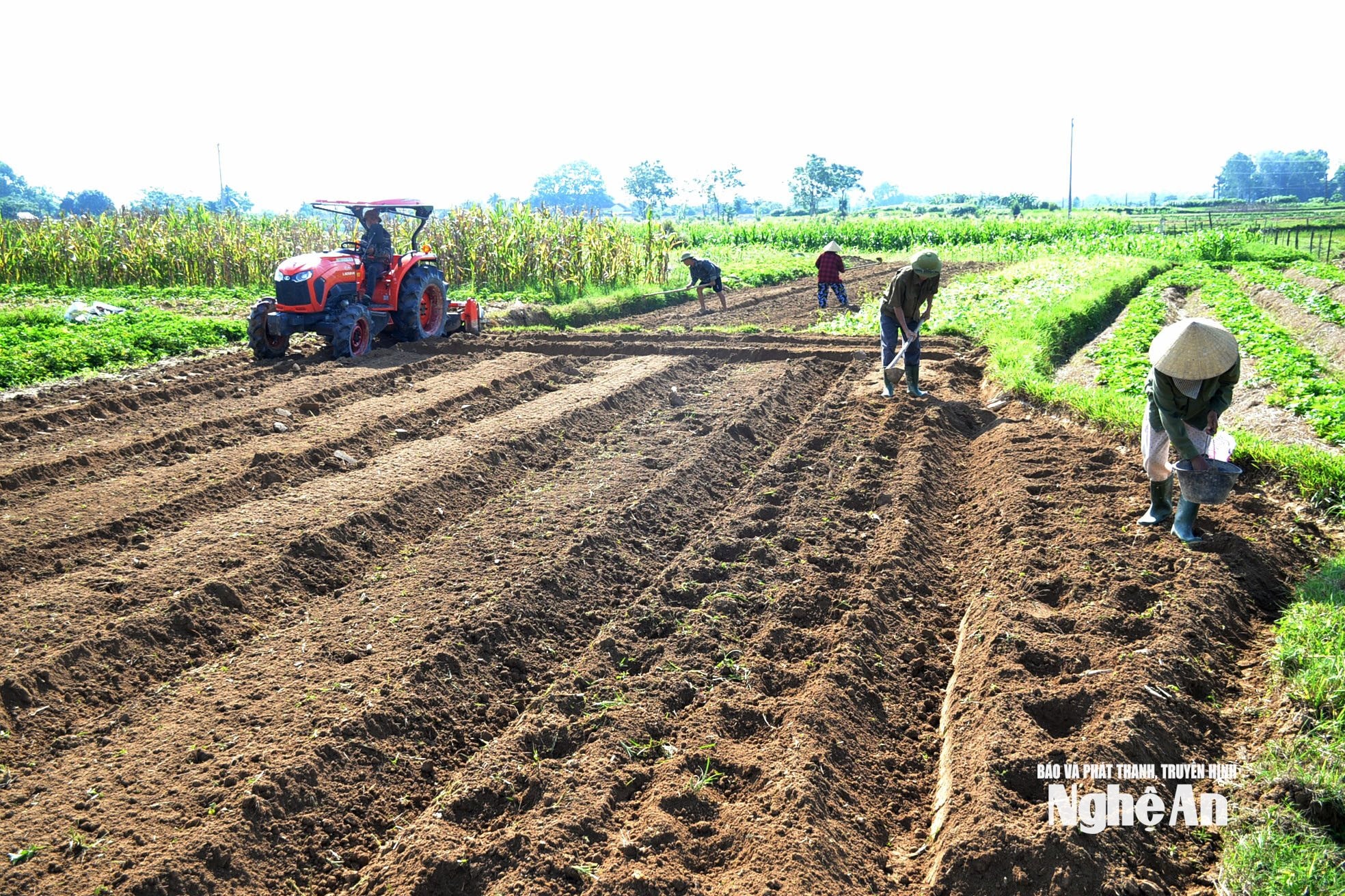 Bà con nông dân xã Đại Đồng sản xuất vụ đông. Ảnh Xuân Hoàng