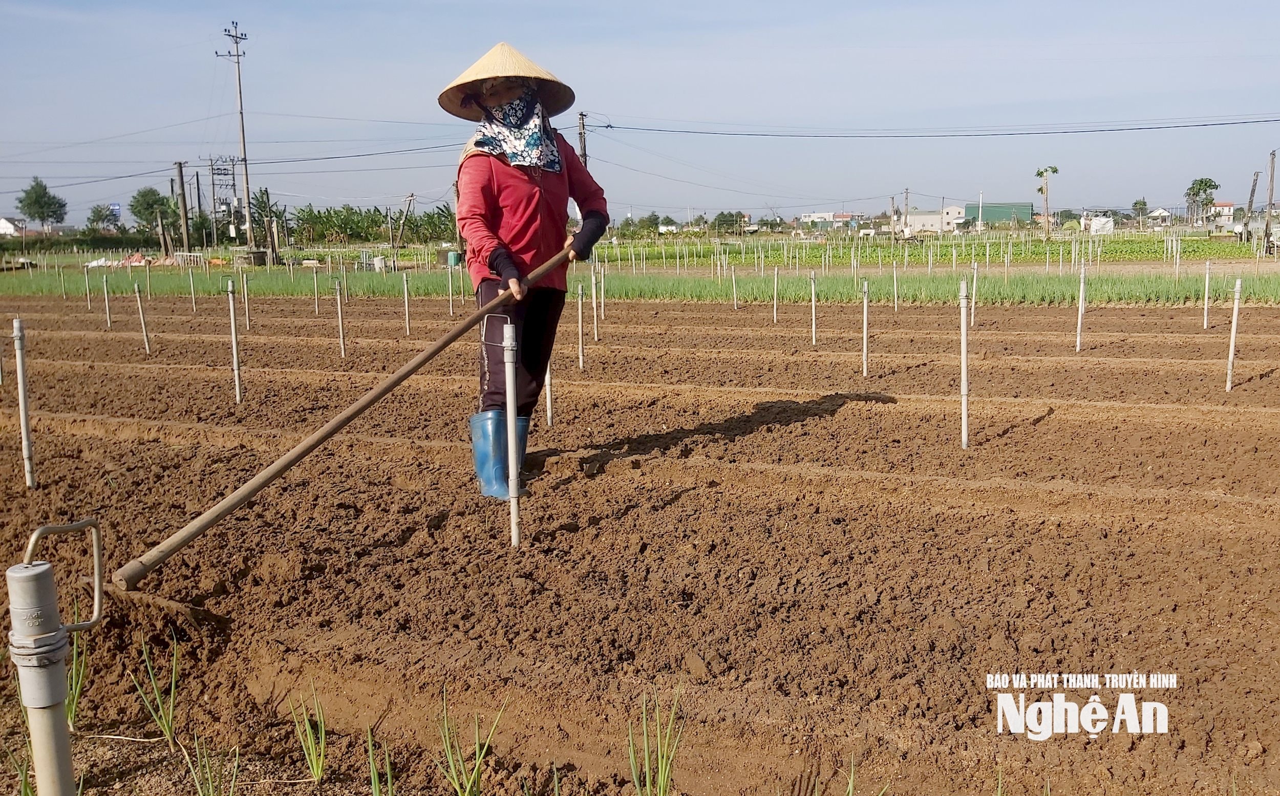 ຊາວກະສິກອນຢູ່ຕາແສງ Quynh Anh ພວມກະກຽມທີ່ດິນເພື່ອປູກຜັກຄືນພາຍຫຼັງຝົນຕົກໃນມໍ່ໆນີ້. ພາບໂດຍ ຊວນຮວ່າງ