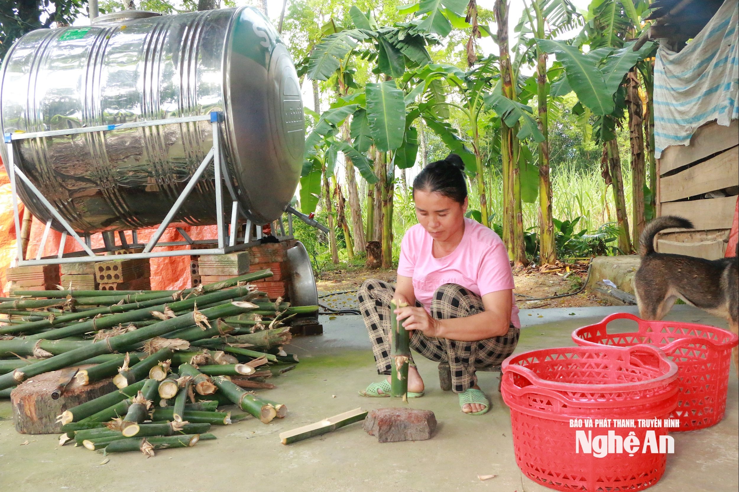 Thức ăn của dúi chủ yếu là tre, mét