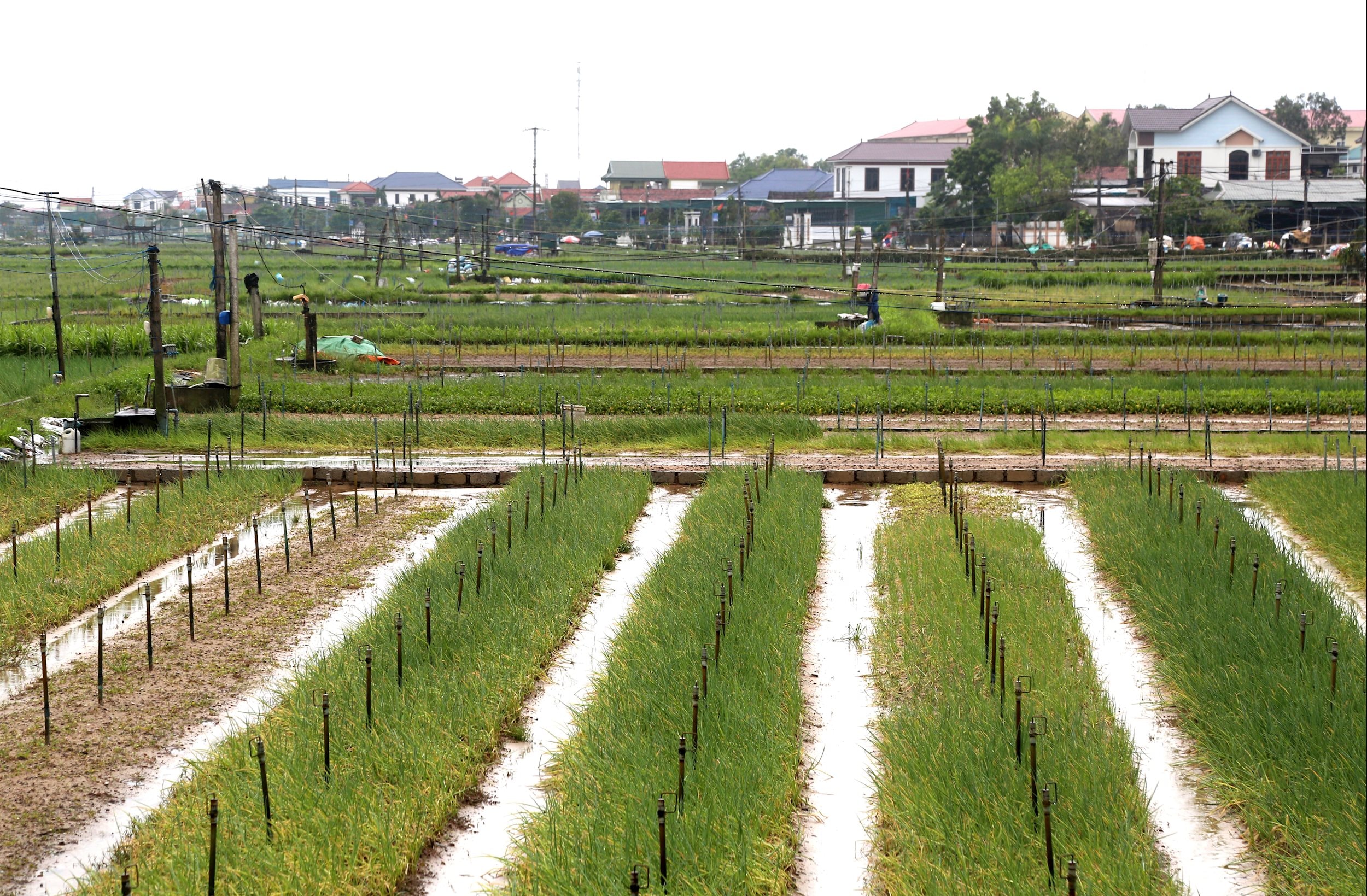 Cánh đồng rau của xã Quỳnh Anh hư hỏng do ảnh hưởng của bão số 10 vừa qua. Ảnh: Xuân Hoàng