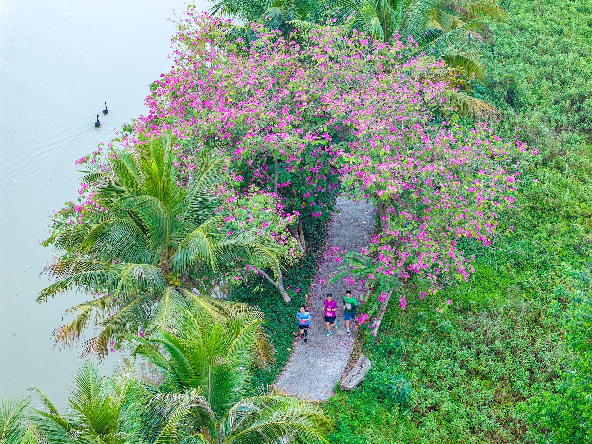 Chạy giữa miền xanh tươi, rợp sắc hoa, lá tại thành phố xanh Ecopark