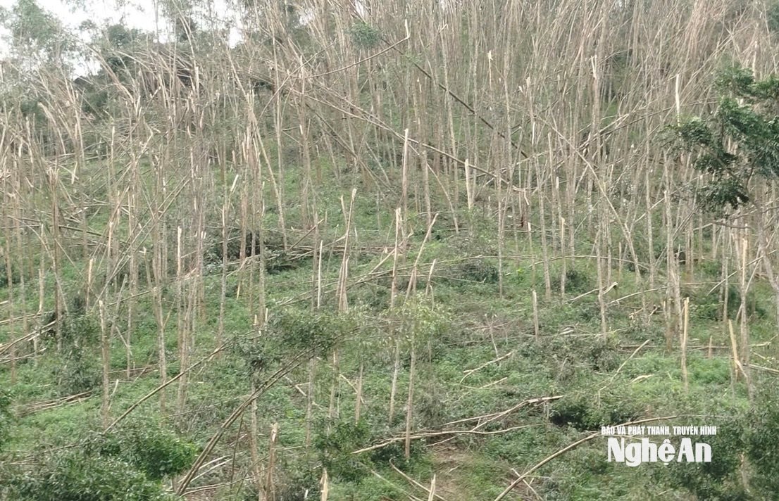 Keo gãy hàng loạt trên địa bàn Công ty TNHH MTV Lâm nghiệp Đô Lương quản lý. Ảnh: Văn Trươ