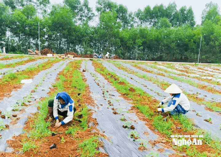 Người dân xã Nghĩa Thọrồng dược liệu trên vùng đất đỏ bazan. Ảnh: T.P