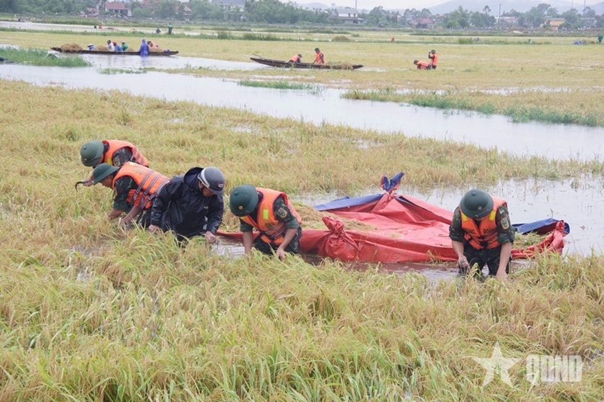 Giúp nhân dân thu hoạch lúa.