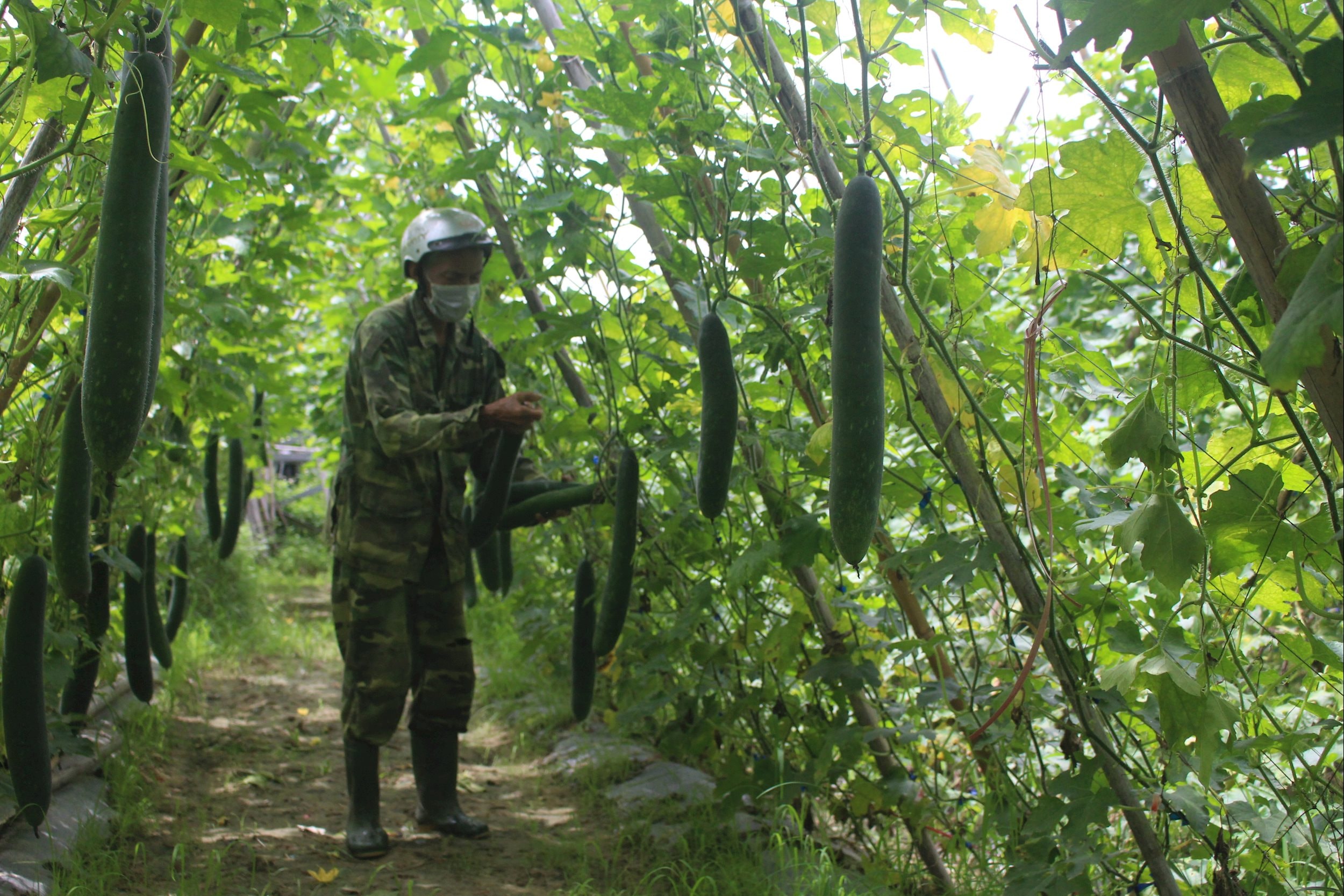 Cây bí xanh đem lại hiệu quả kinh tế cao trong sản xuất vụ Đông tại xã Đại Đồng. Ảnh: Phú Hương
