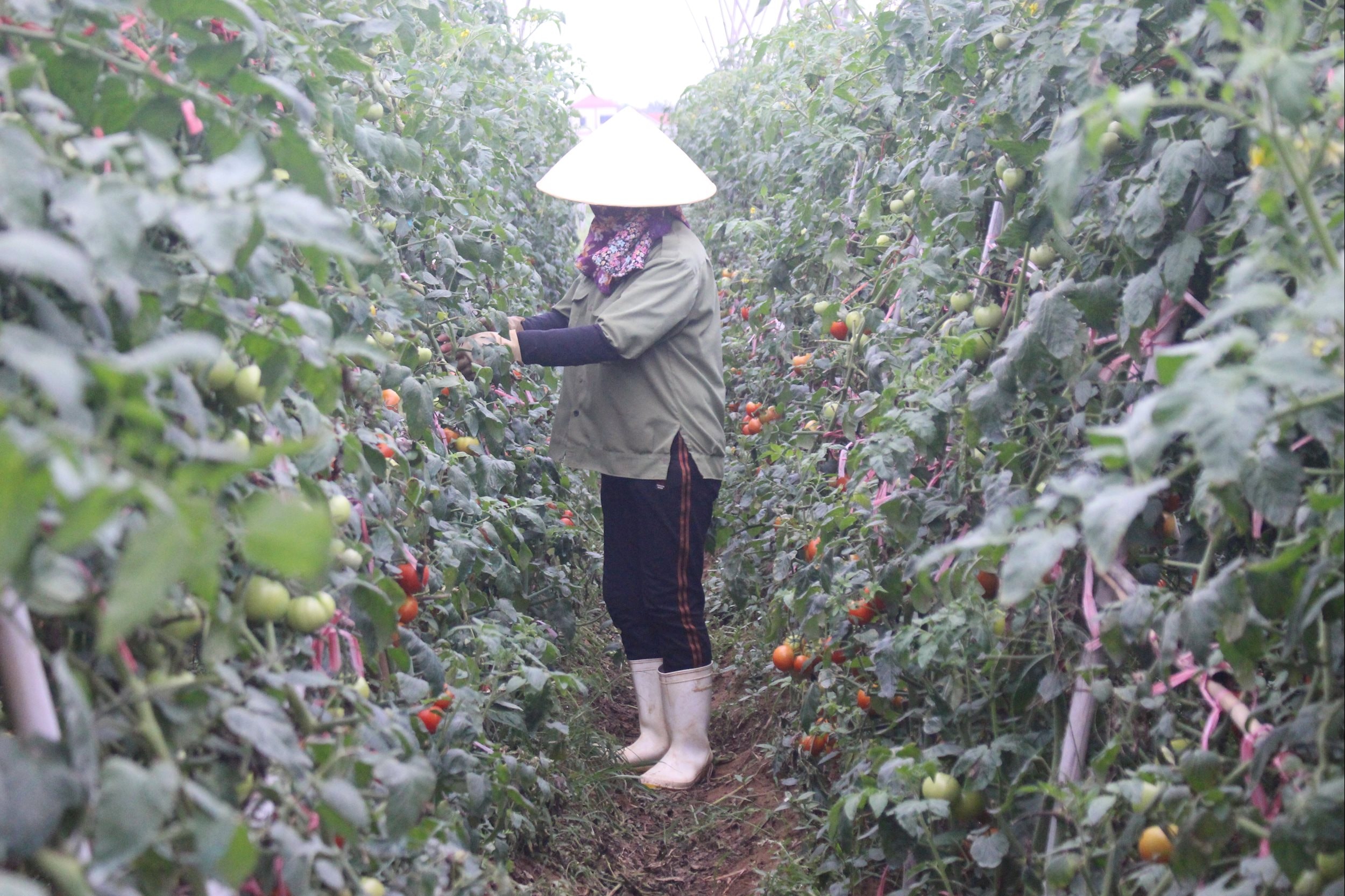 Cà chua vụ Đông ở xã Quỳnh Bảng. Ảnh: Phú Hương