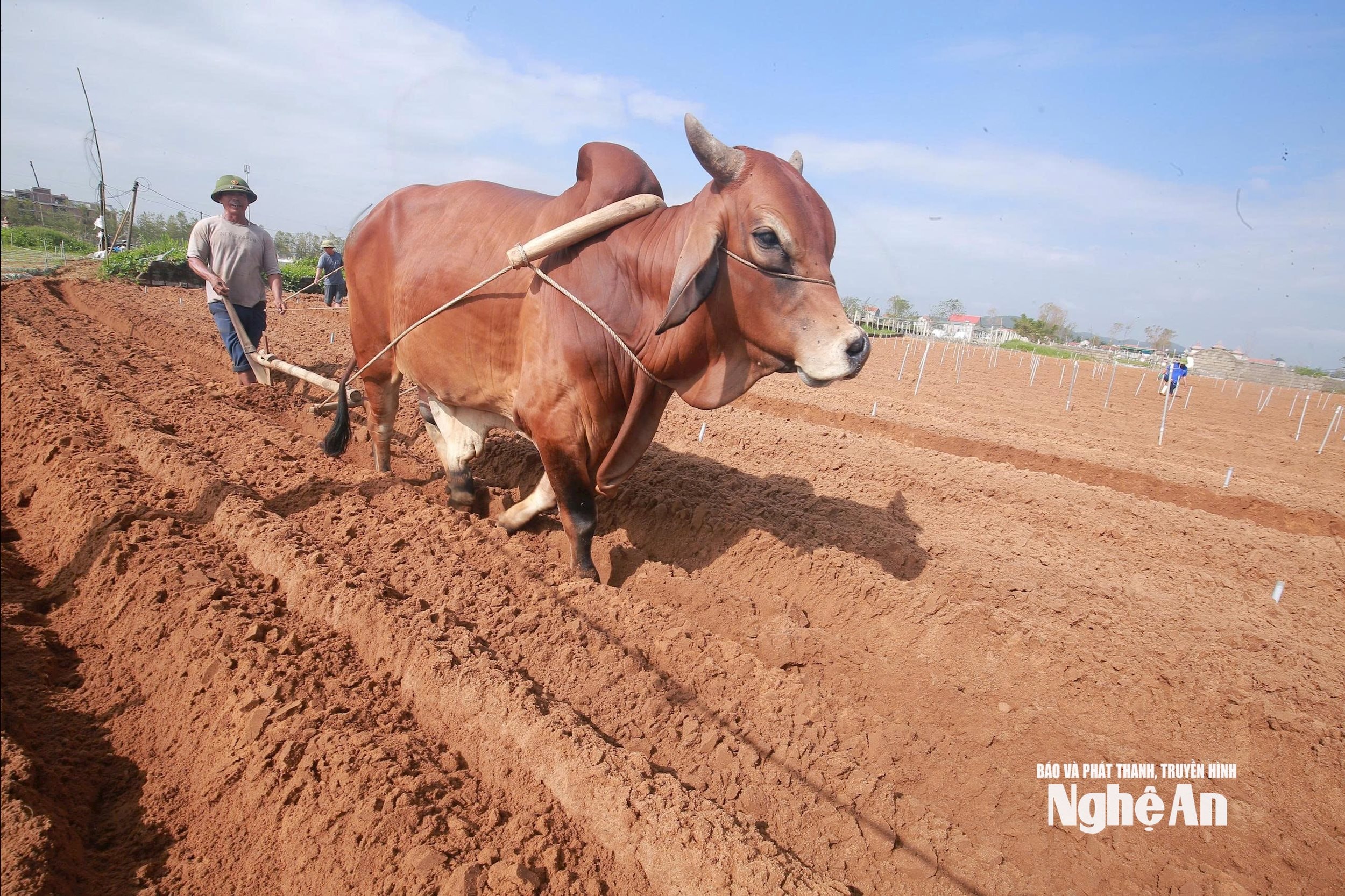  khôi phục. Ảnh: TP7097238586133_efbb08470cfc628b7e245a83d1c55911