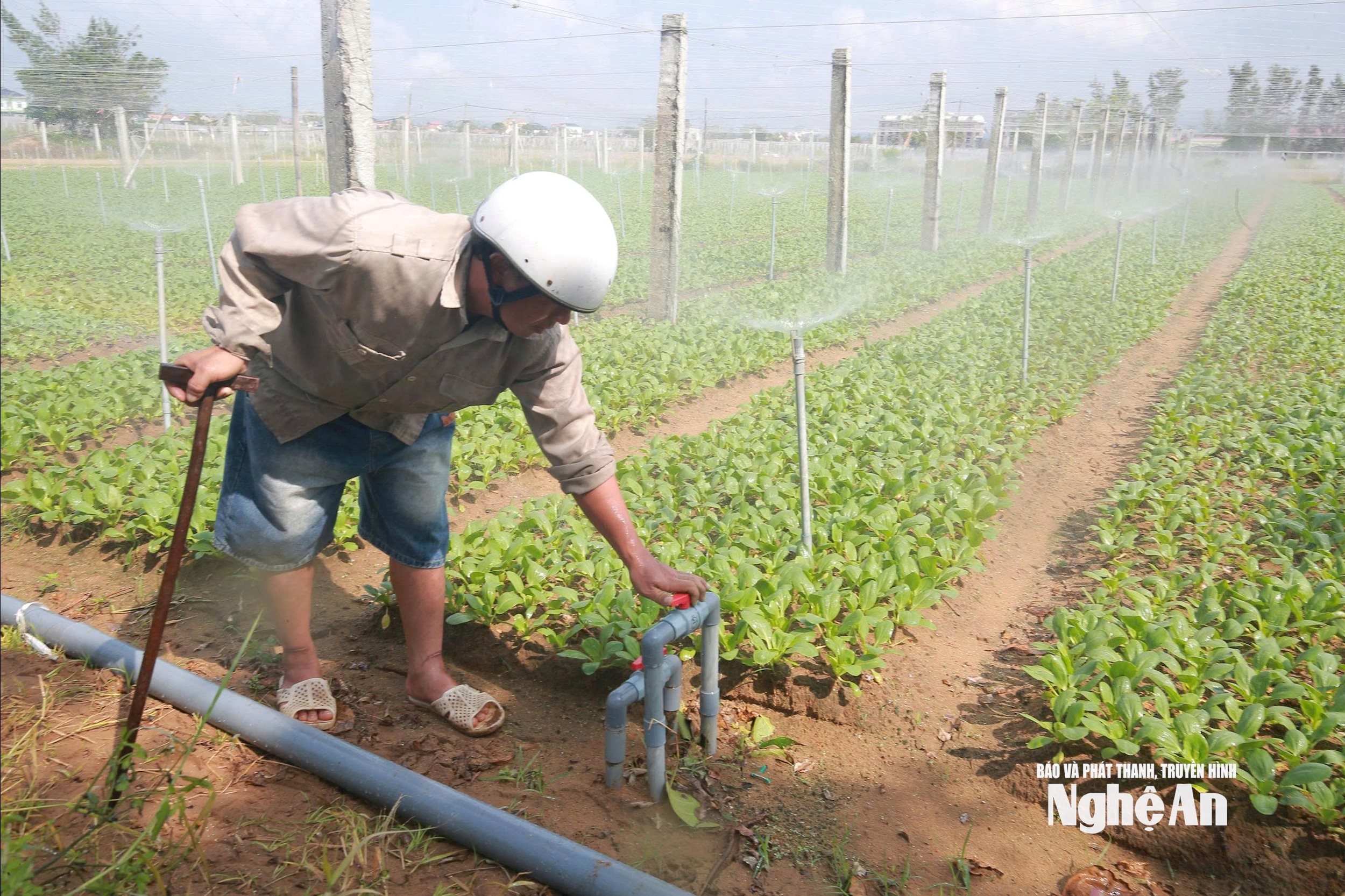  khôi phục. Ảnh: TP7097256464235_8cc47c4d9b9295956fe55da3c679ed60