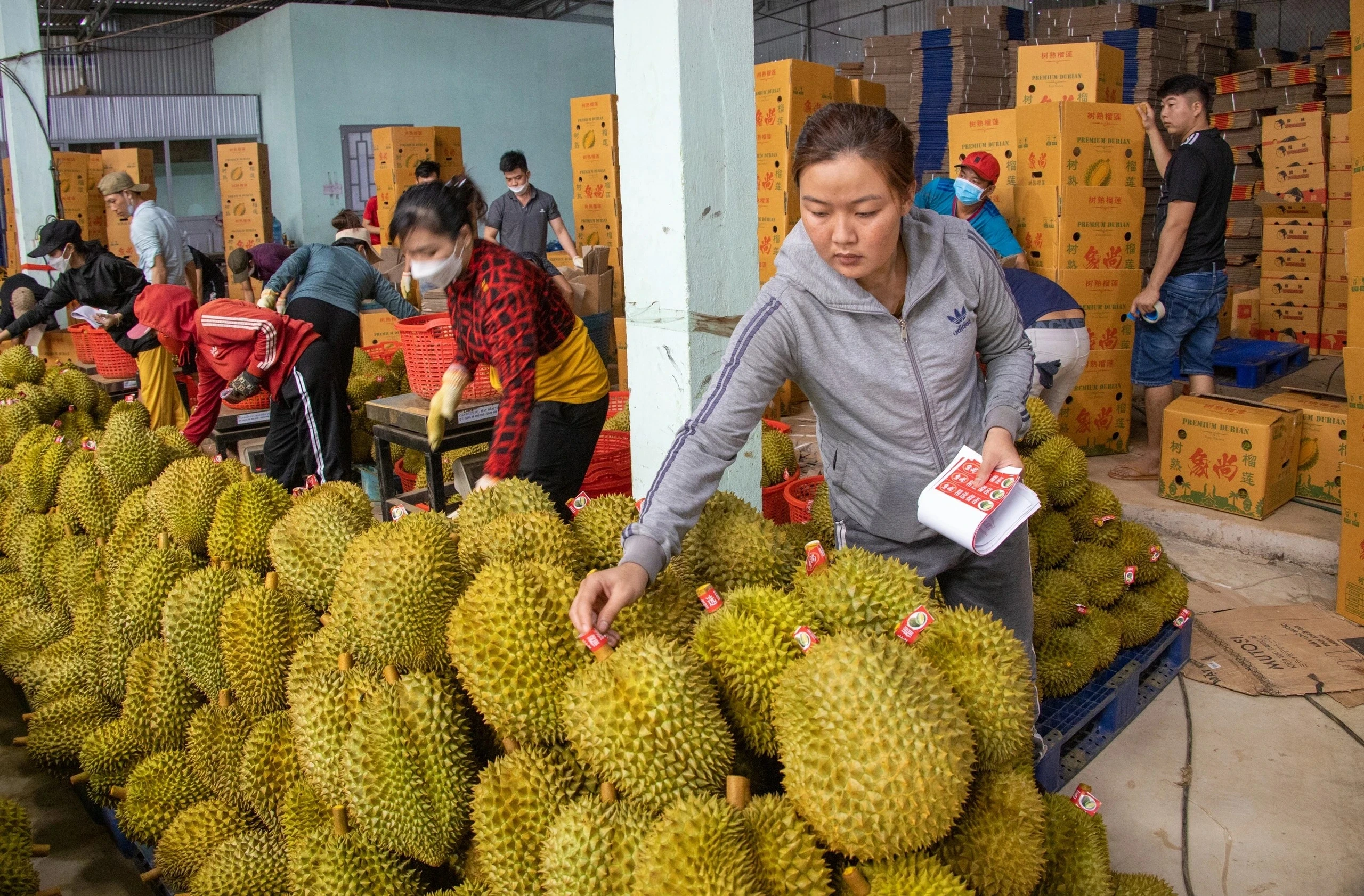 Prix des produits agricoles 13 octobre 2025 : Prix du riz, du durian, du porc, du caoutchouc, du café, du poivre