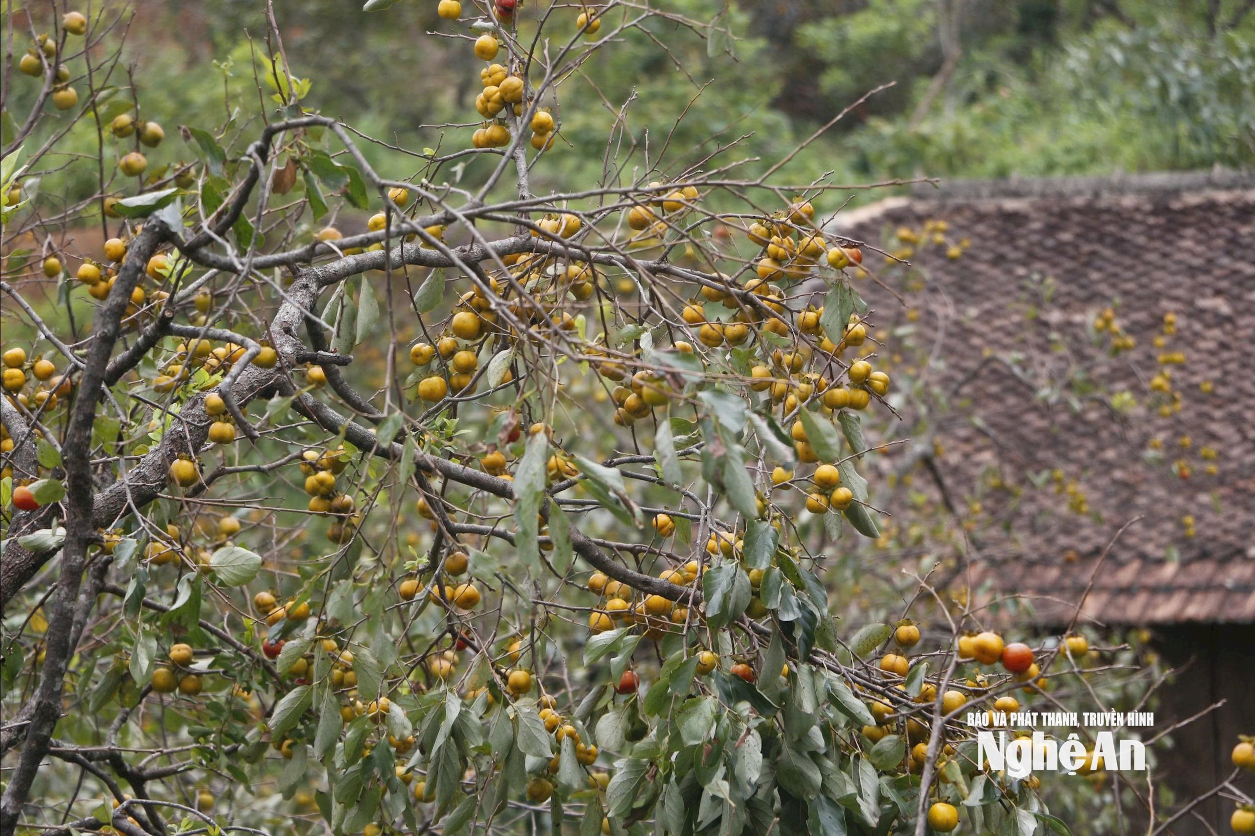 ពណ៌ផ្កាឈូក 1