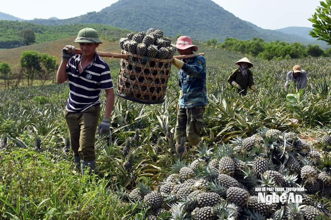 thu hoạch dứa ở xã Quỳnh Thắng. Ảnh XH