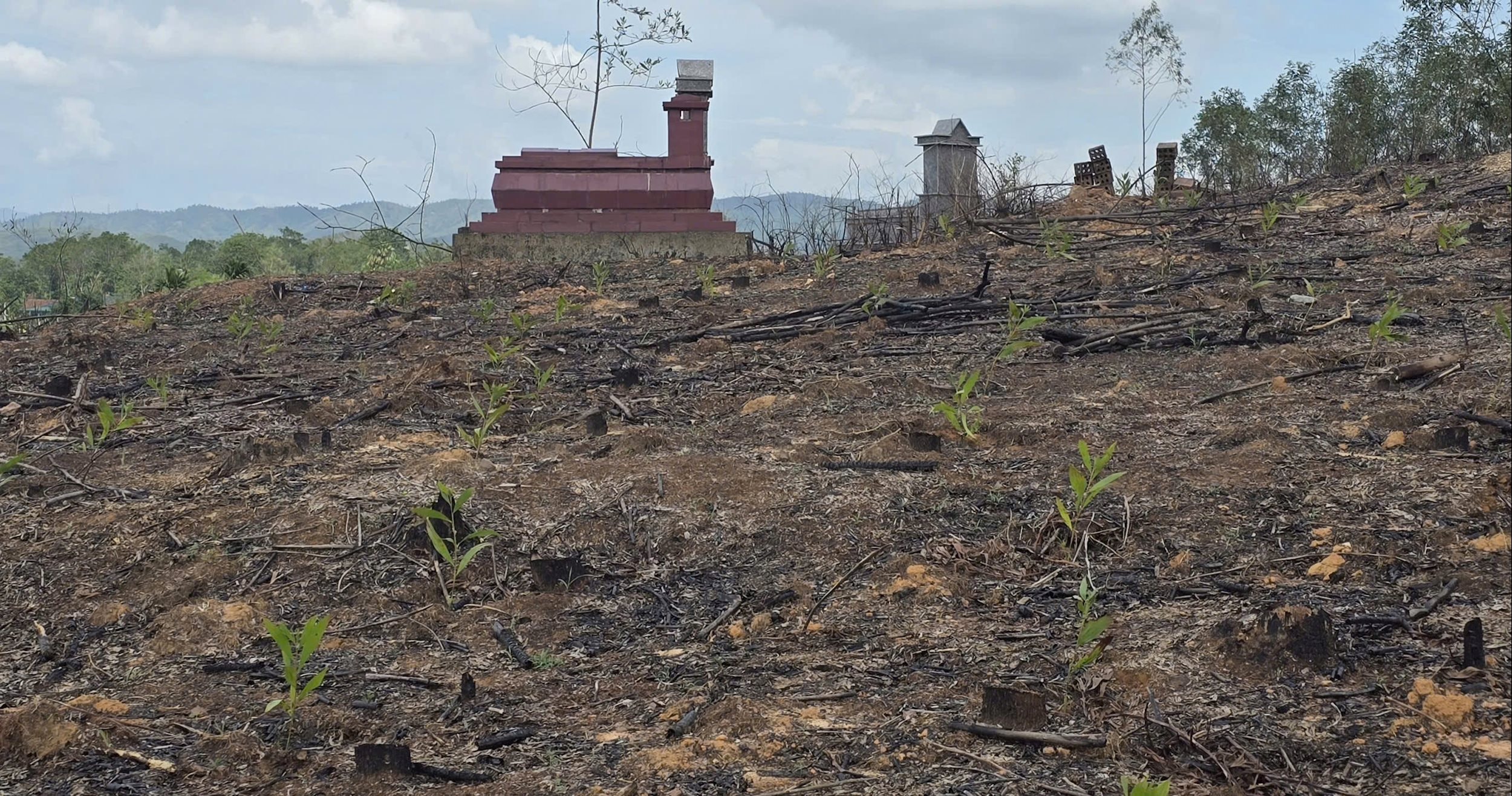 Người dân lấn chiếm lại vừa trồng thêm lứa keo mới, dù người dân đã gửi hàng loạt lá đơn khiếu nại.