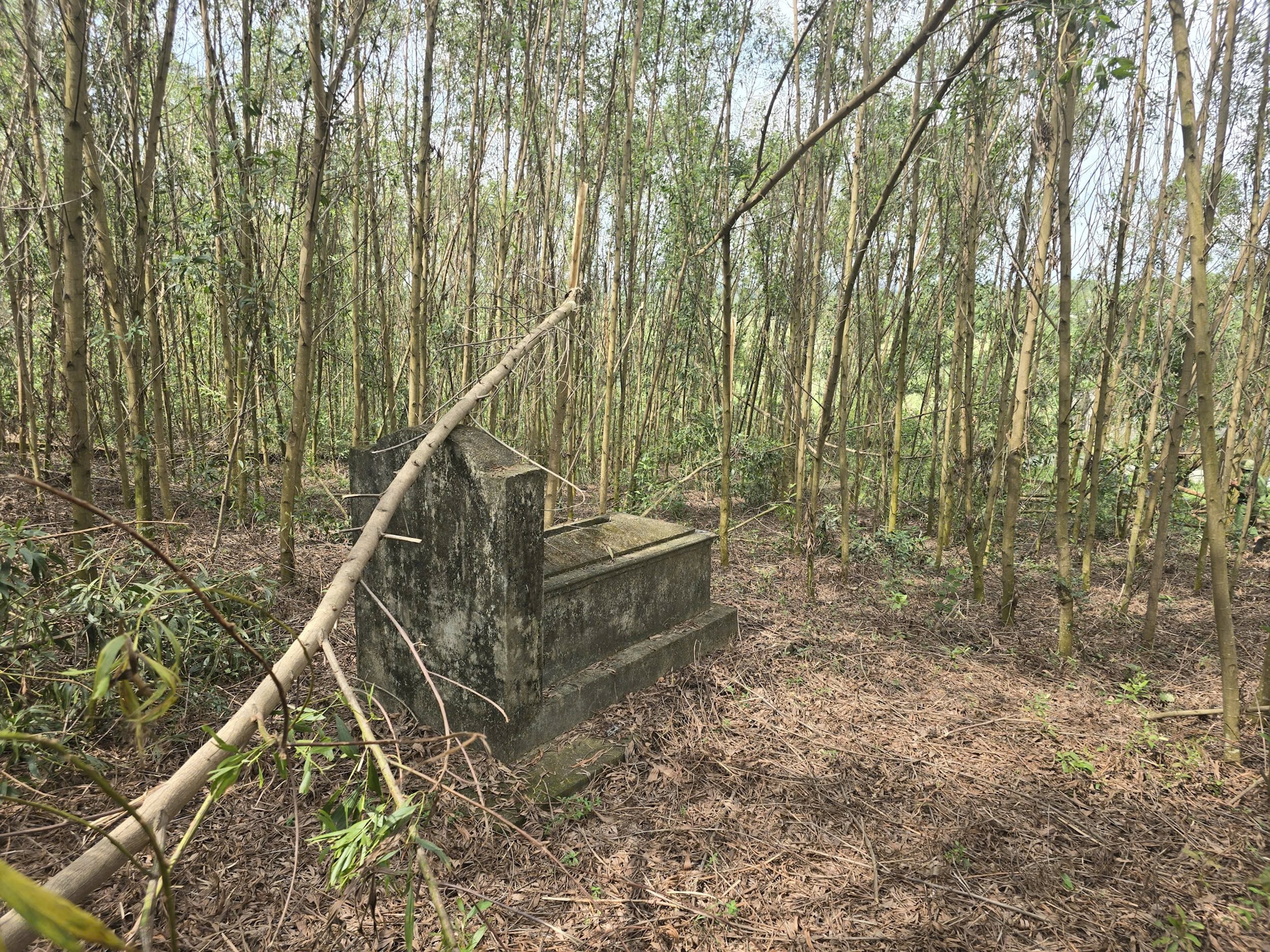 Những ngôi mộ bị rừng keo bủa vây