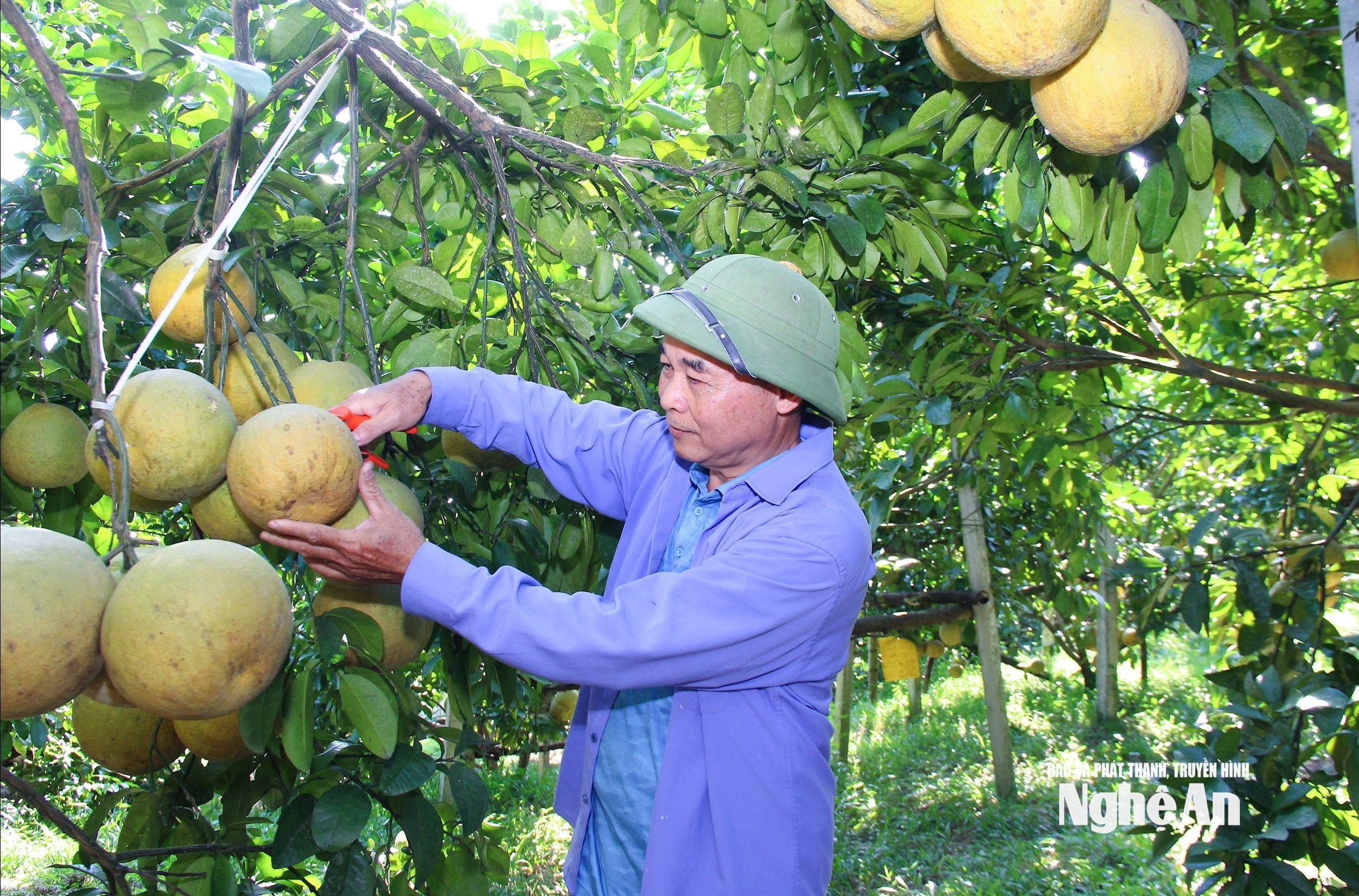 Mô hình trồng bưởi hữu cơ tại xã Hoa Quân. Ảnh- Mai Hoa