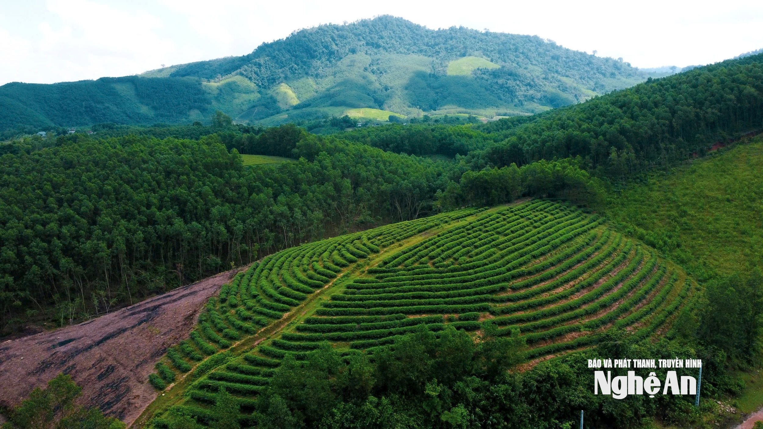 Đồi chè ở xã Sơn Lâm cũng dần trở thành những sinh cảnh hấp dẫn. Ảnh: Vĩnh Hoàng