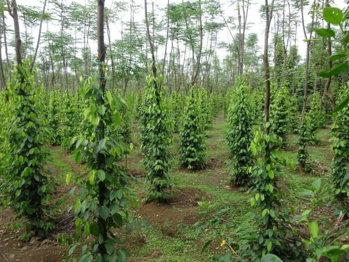 Preço da pimenta hoje 18 de outubro de 2025: Ligeira queda no Sudeste