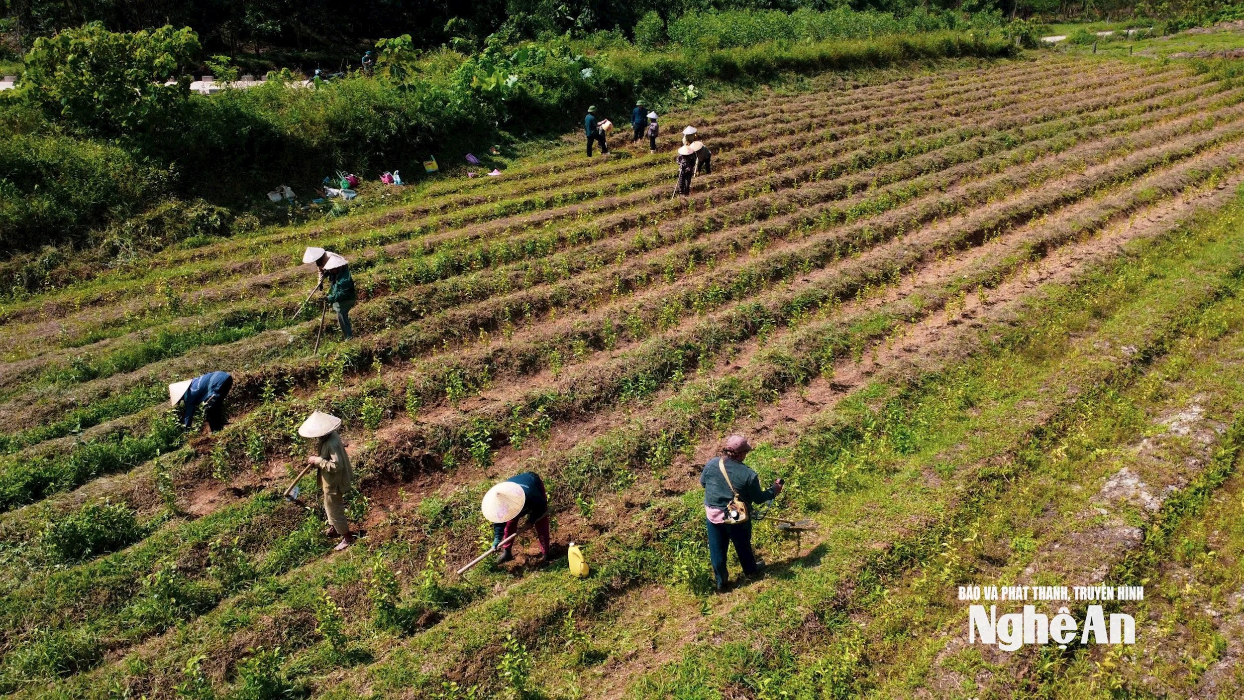 Nông dân Sơn Lâm trồng chè.